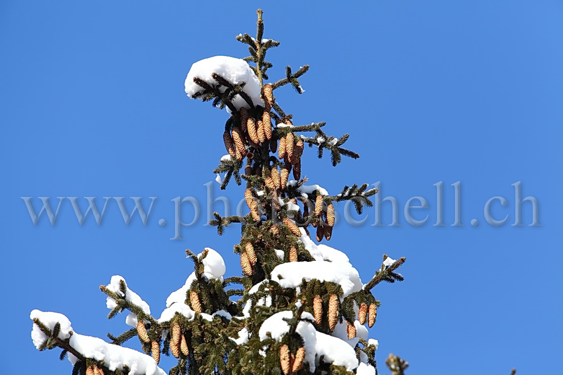 Pommes de pin dans la neige