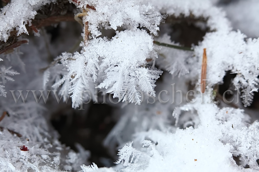 Cristaux de glace