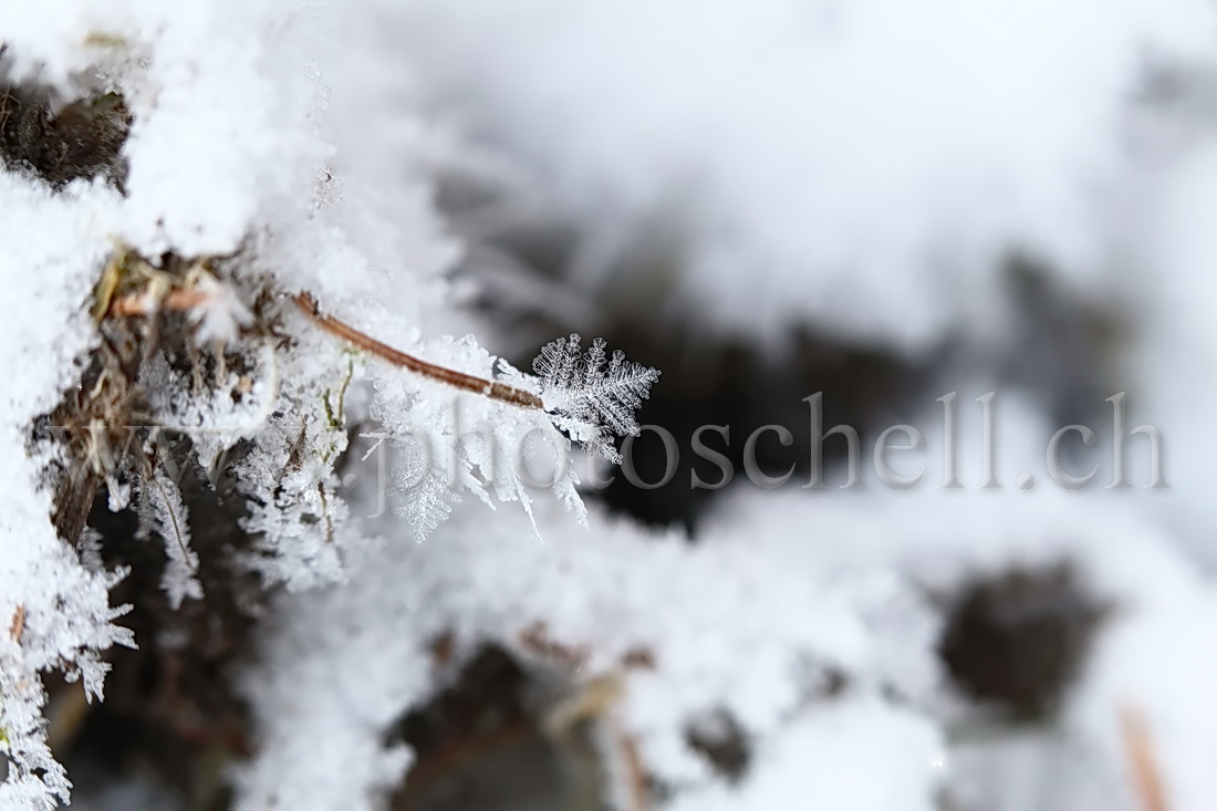 Cristaux de glace