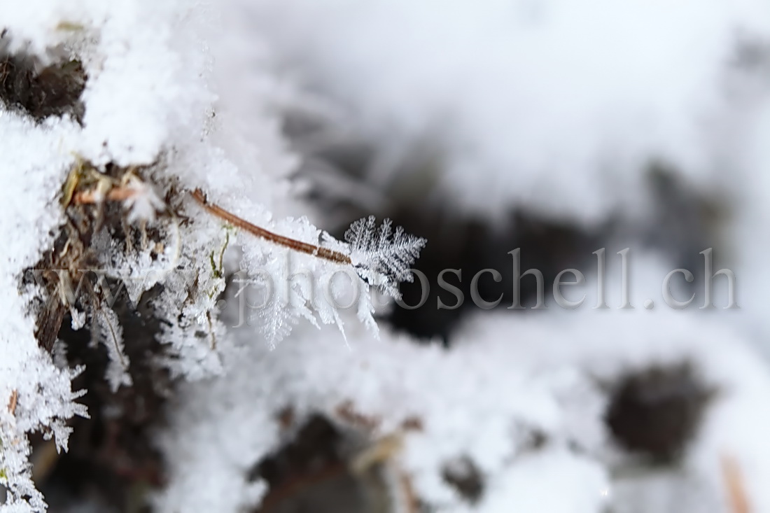 Cristaux de glace