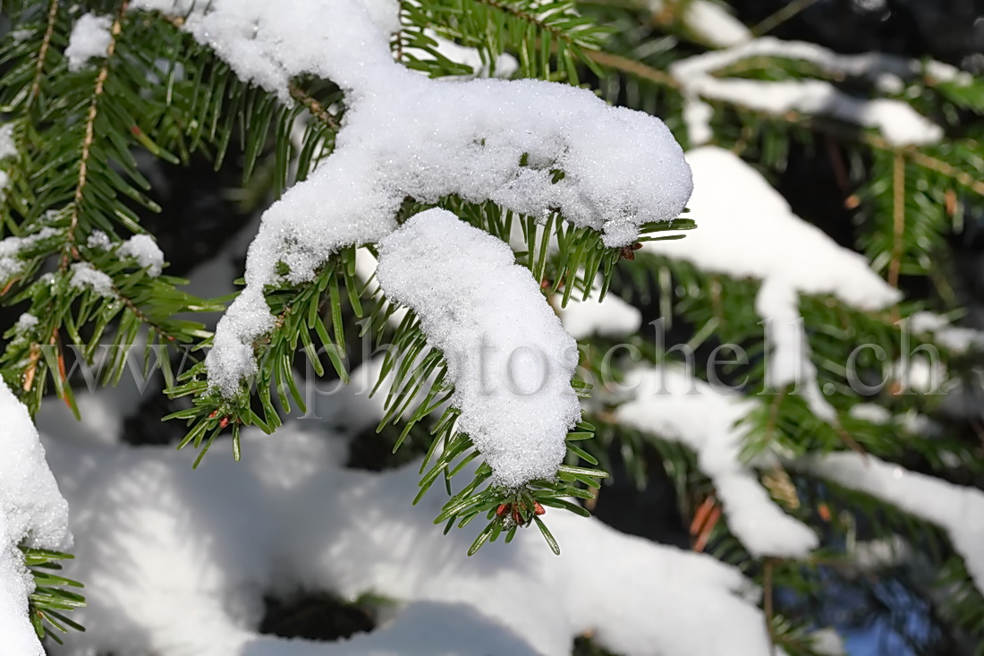 Cristaux de glace