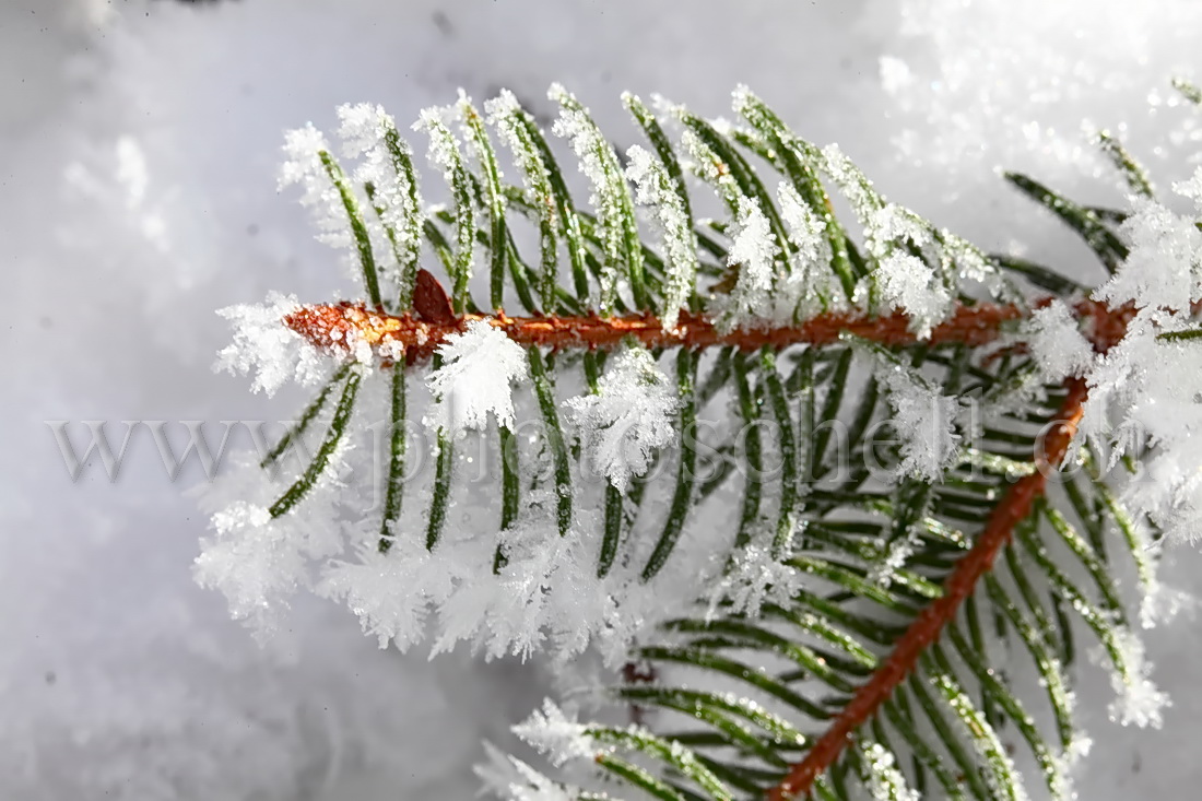 Cristaux de glace