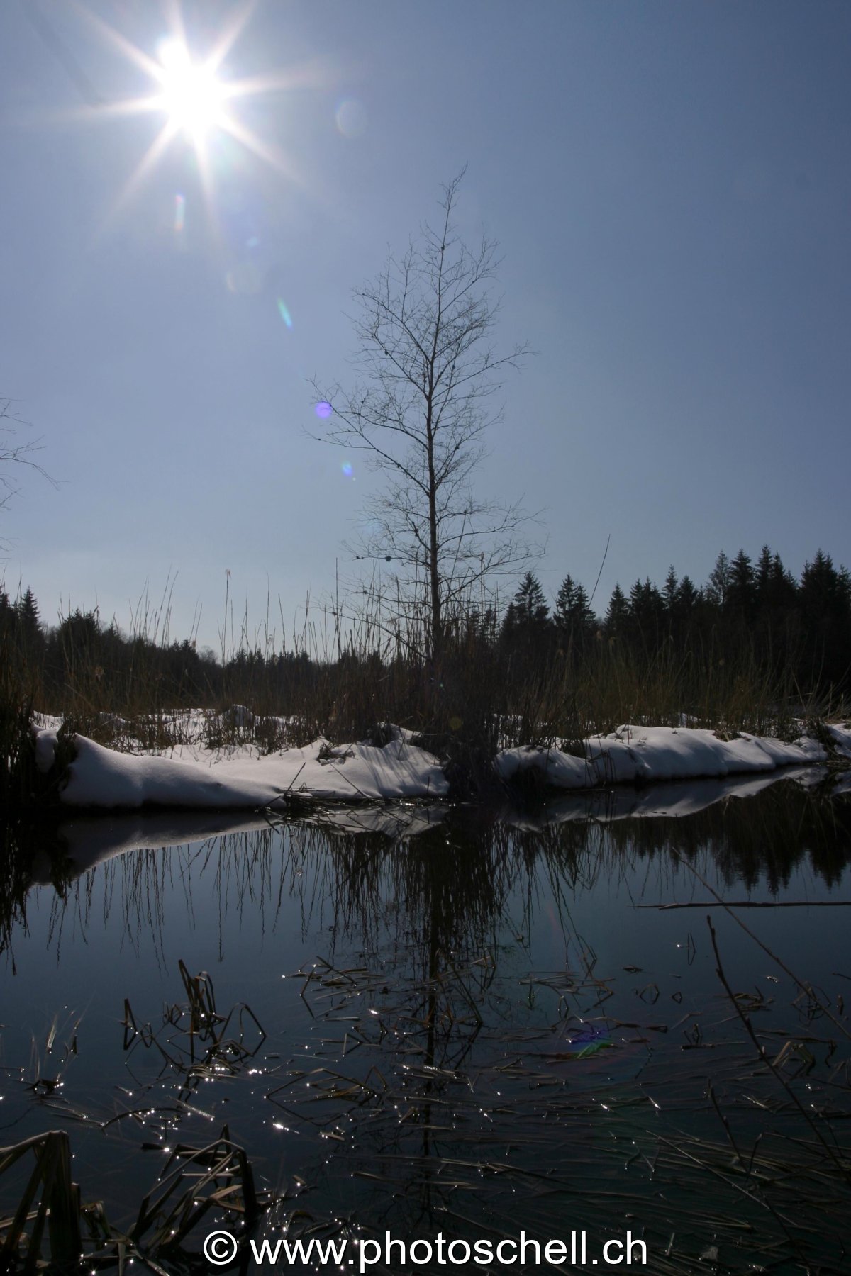 Soleil sur les tourbières au printemps