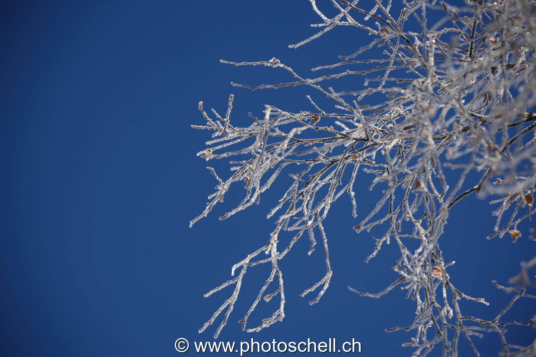 Branches givrées