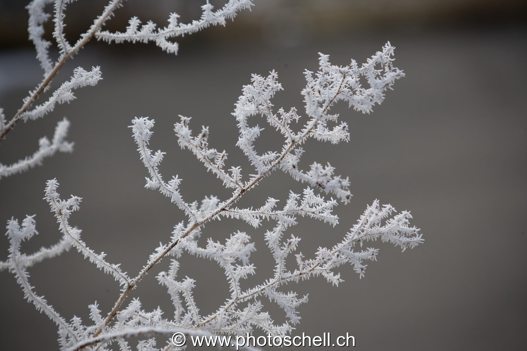 Fleurs de givre