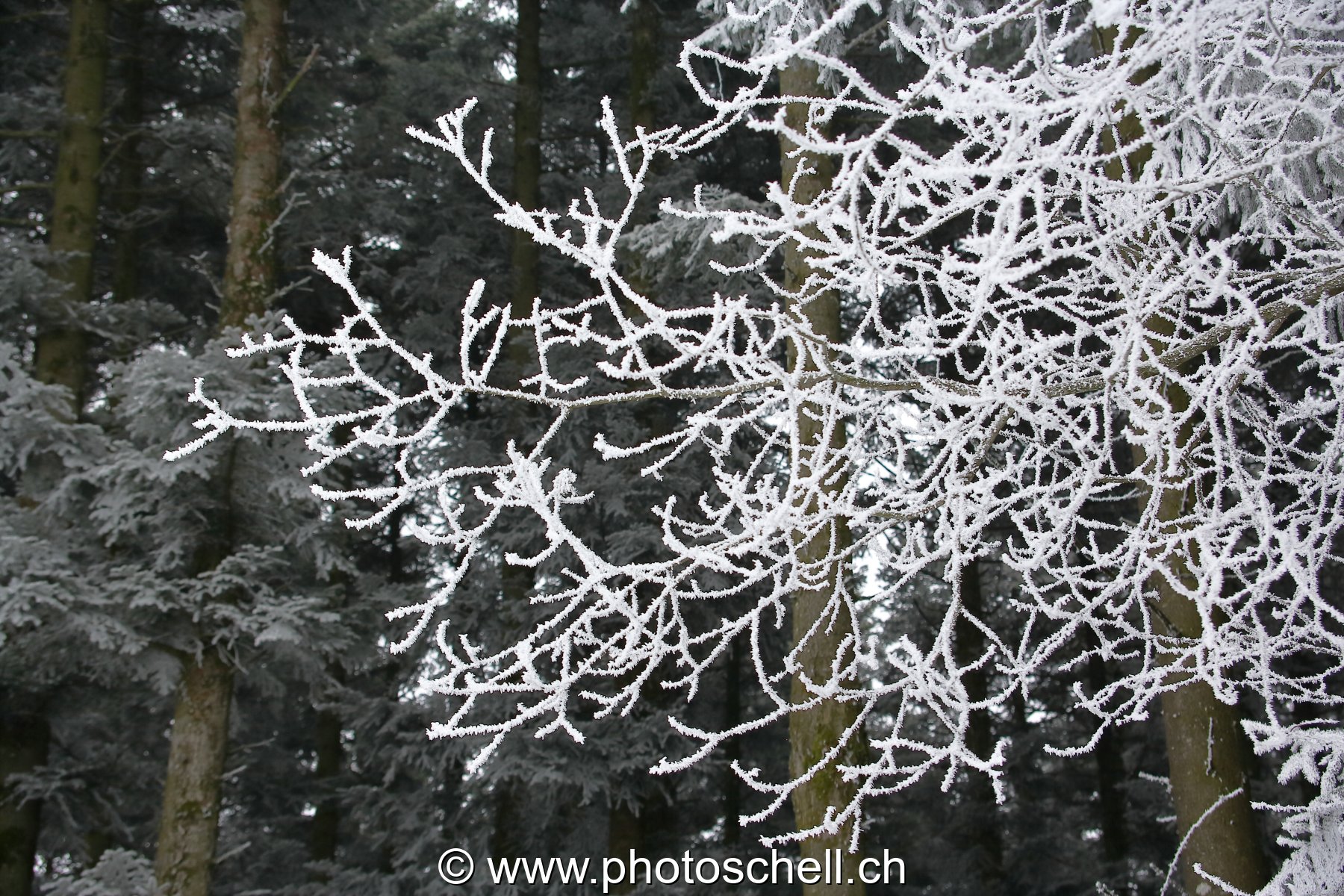 Neige et givre dans les arbres