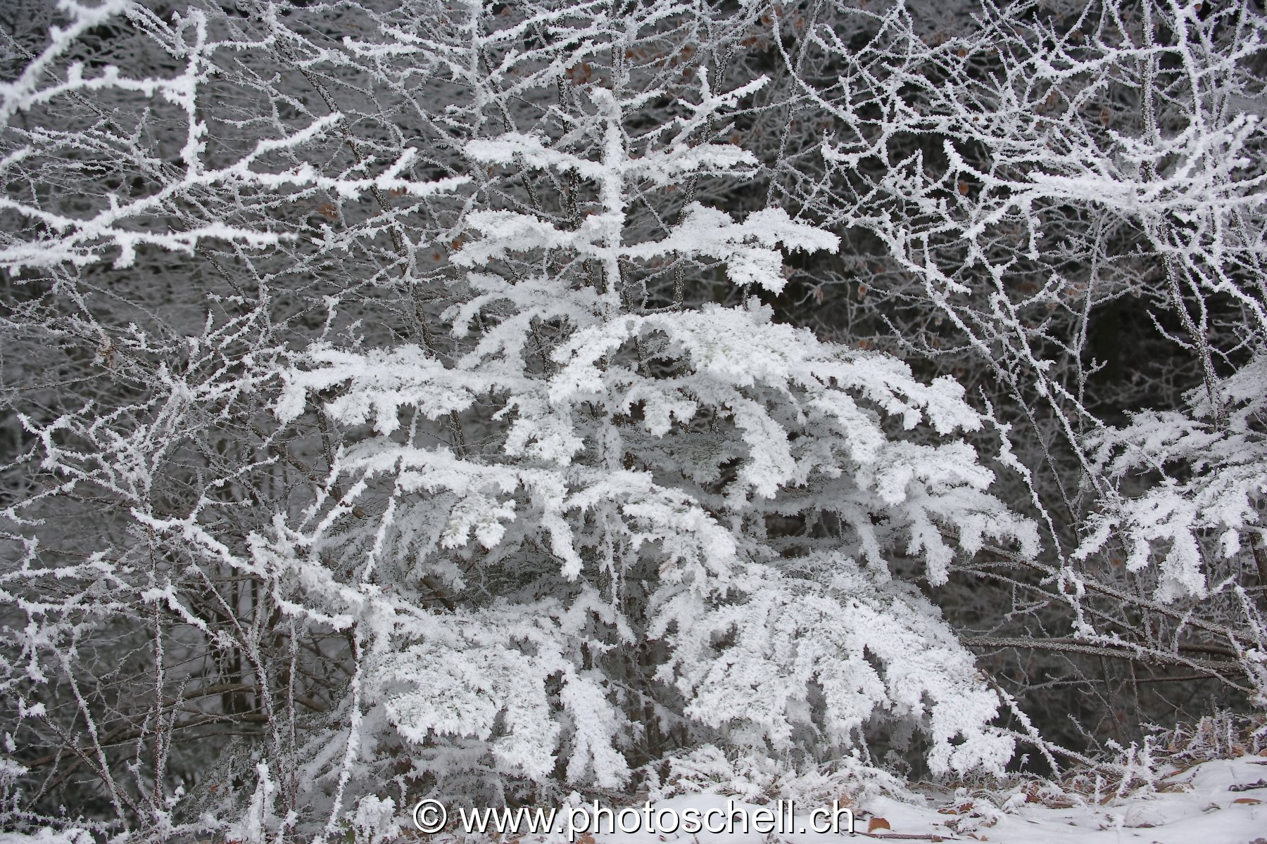 Neige et givre dans les arbres