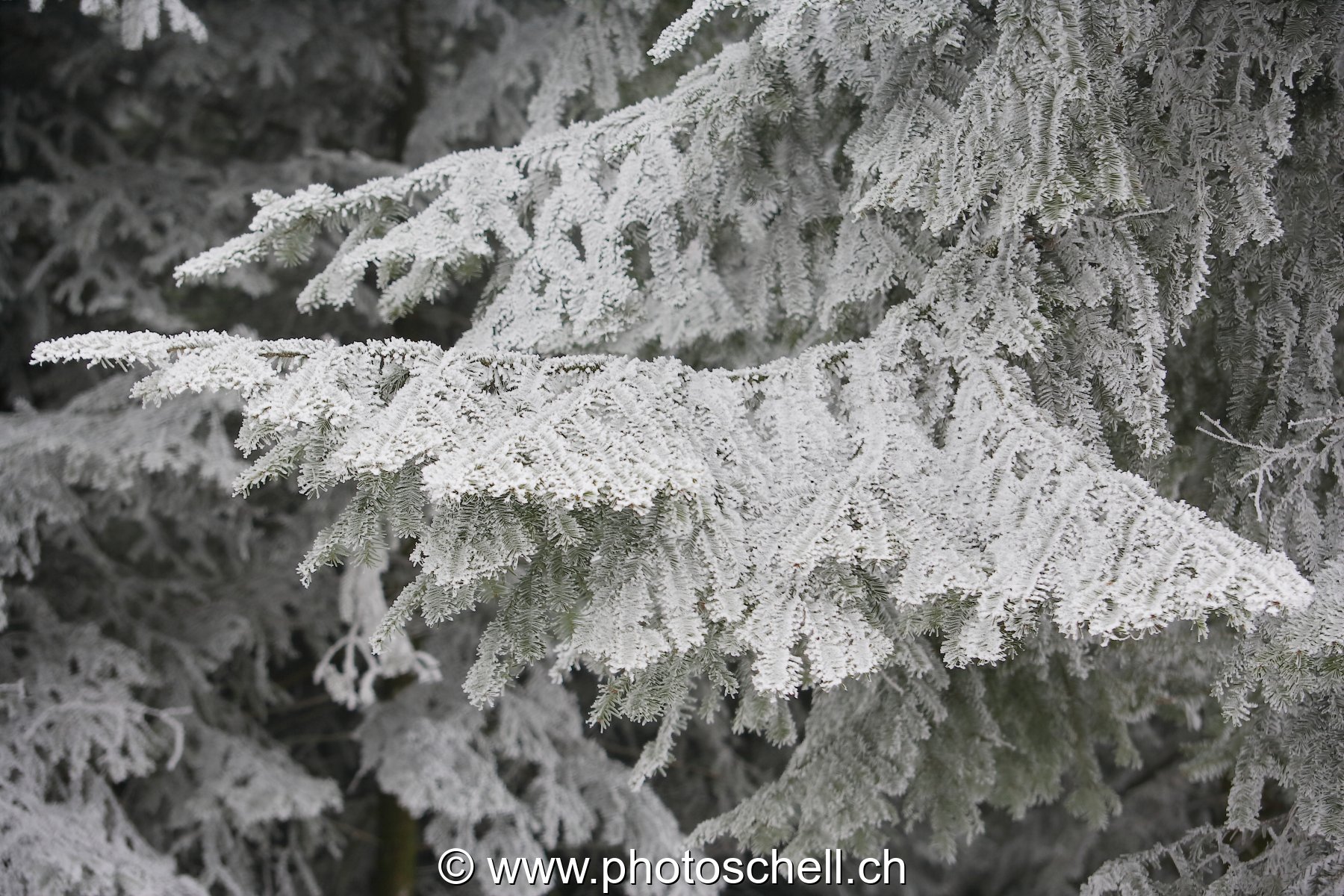 Neige et givre dans les arbres