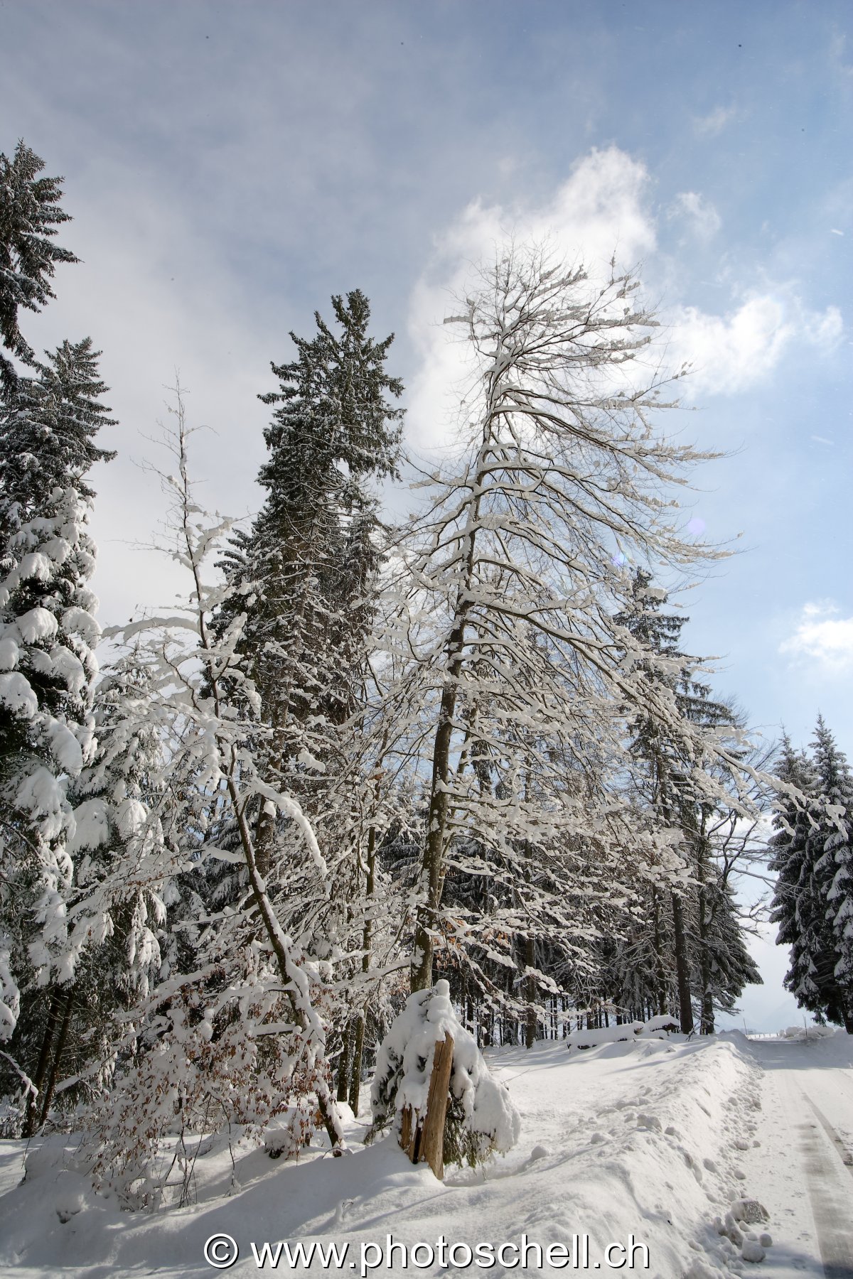 Neige dans les arbres