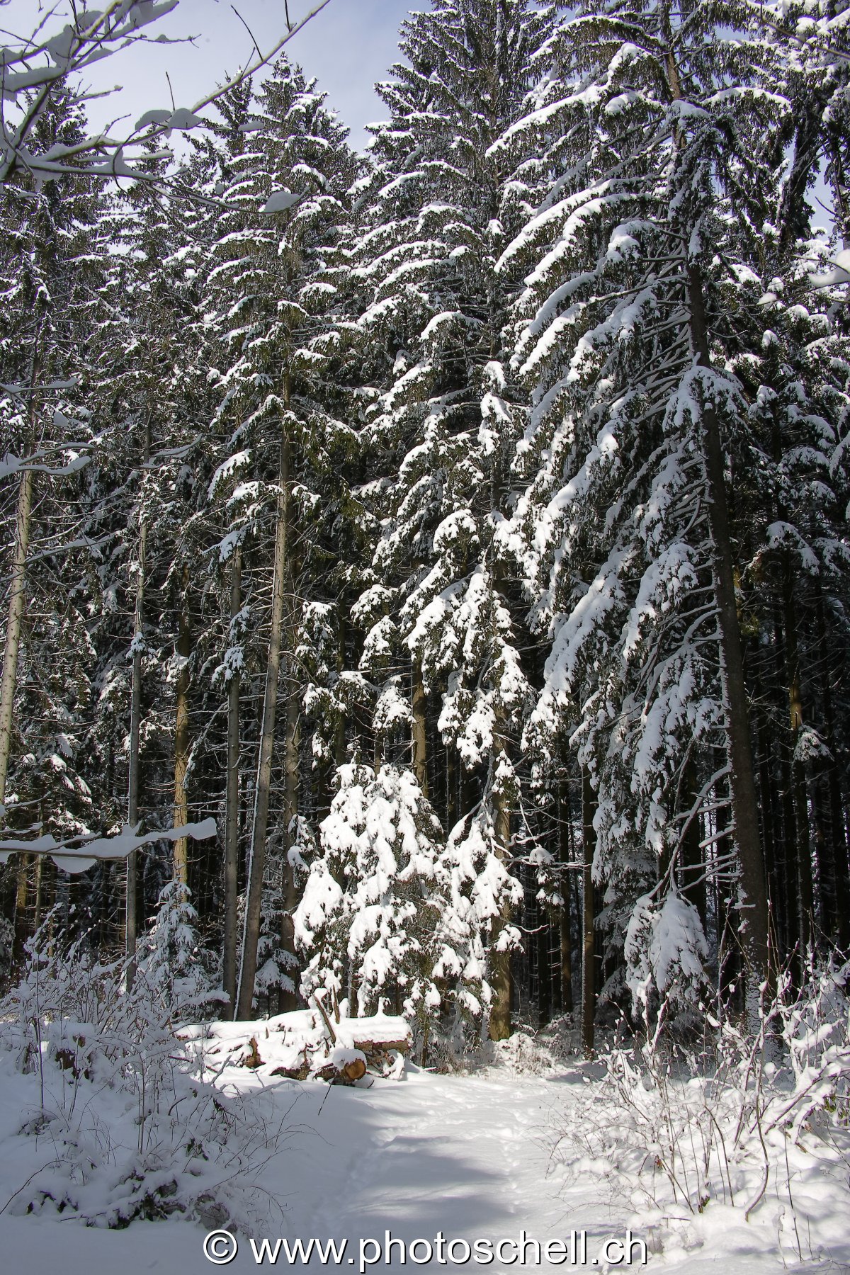 Chemin d'accès à la forêt