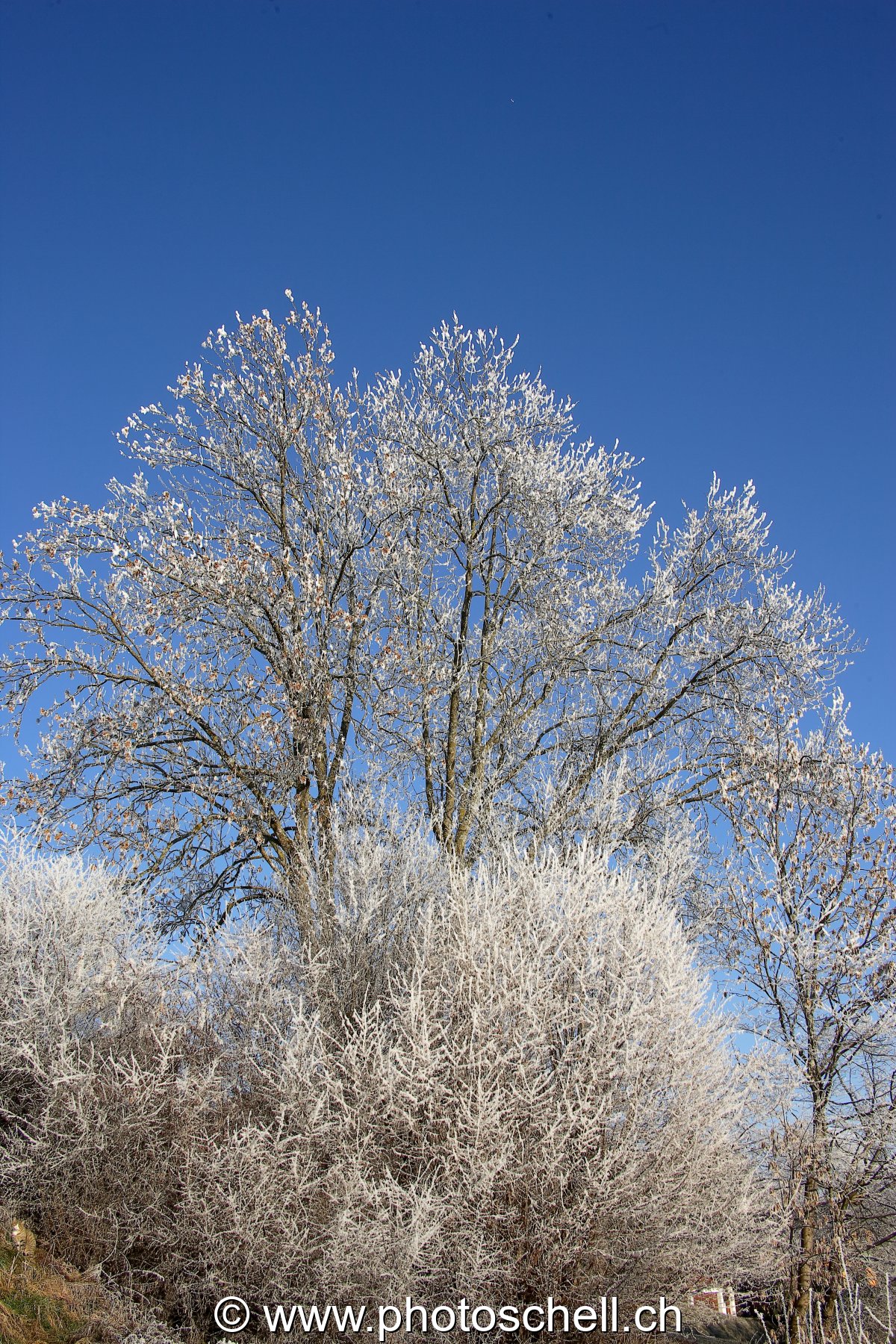 Arbres givrés