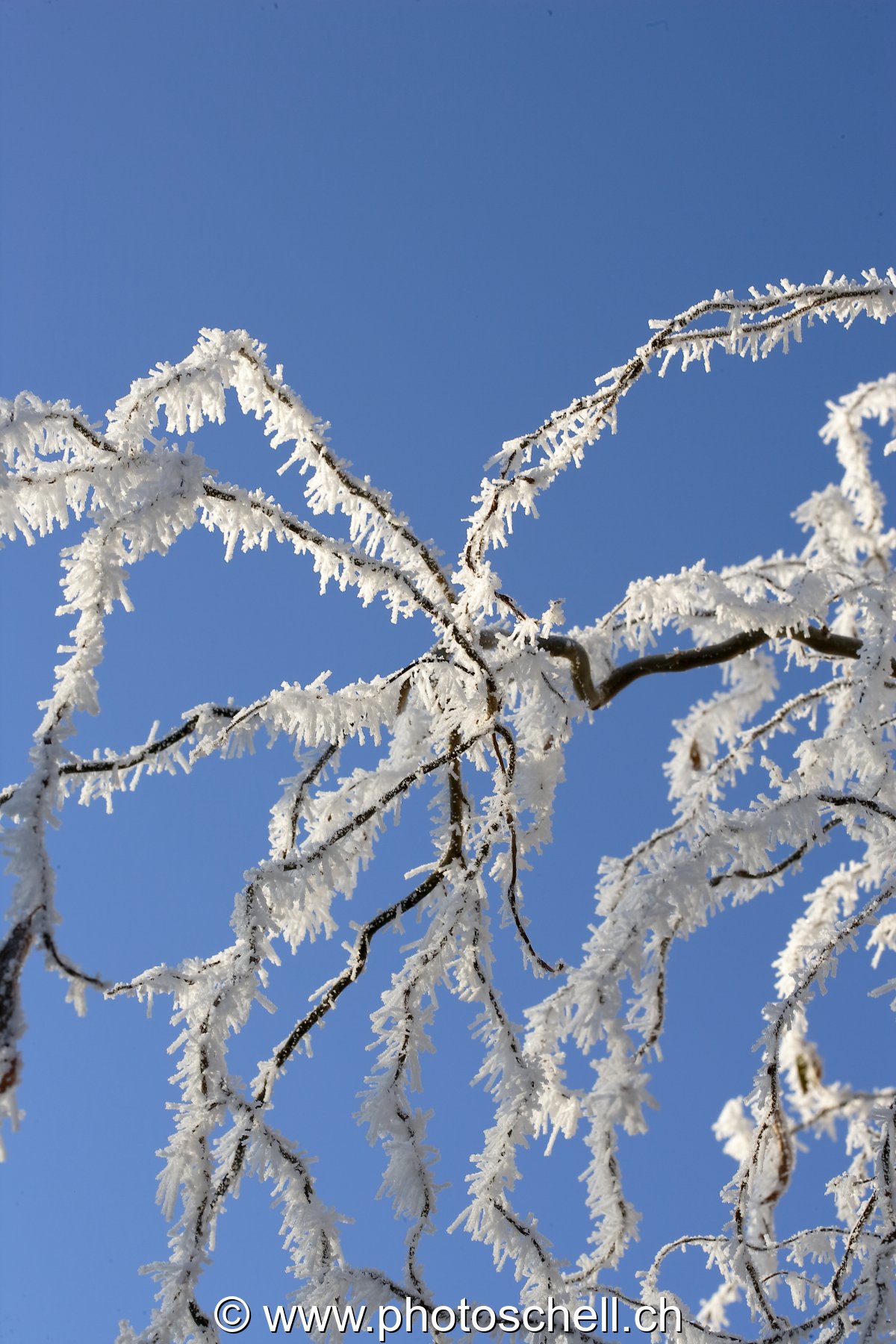 Détails de branches givrées