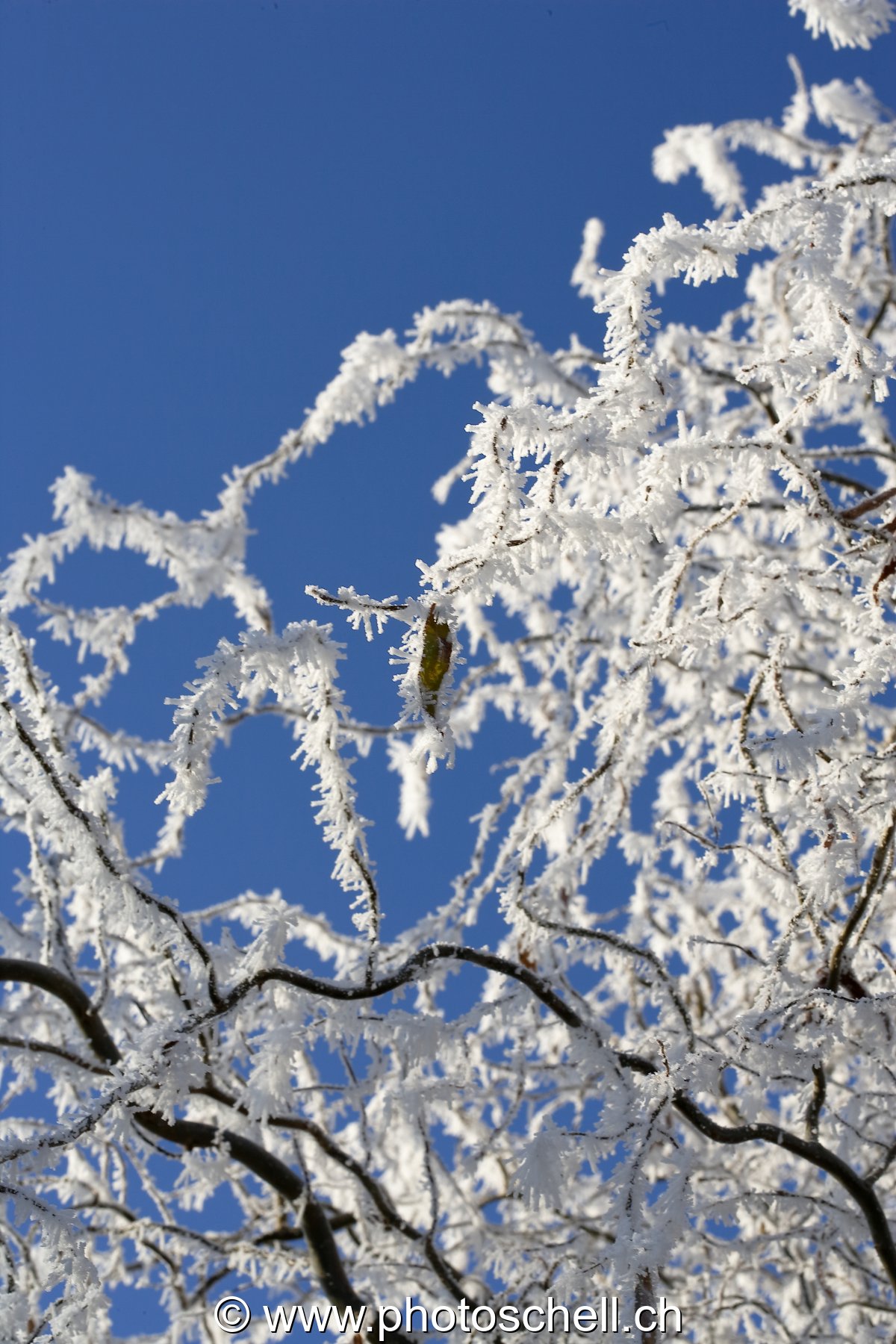 Détails de branches givrées