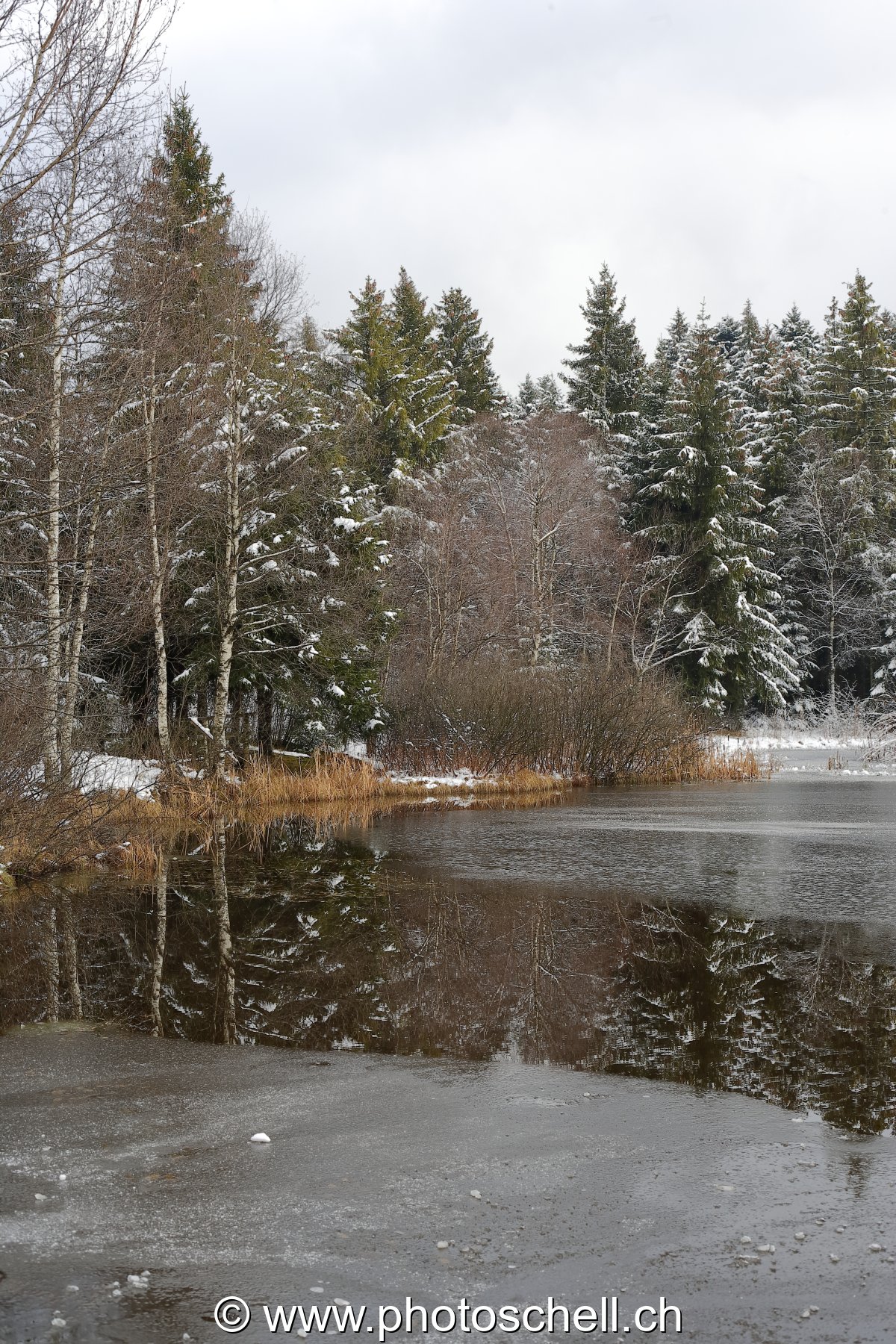 Reflets dans la tourbière