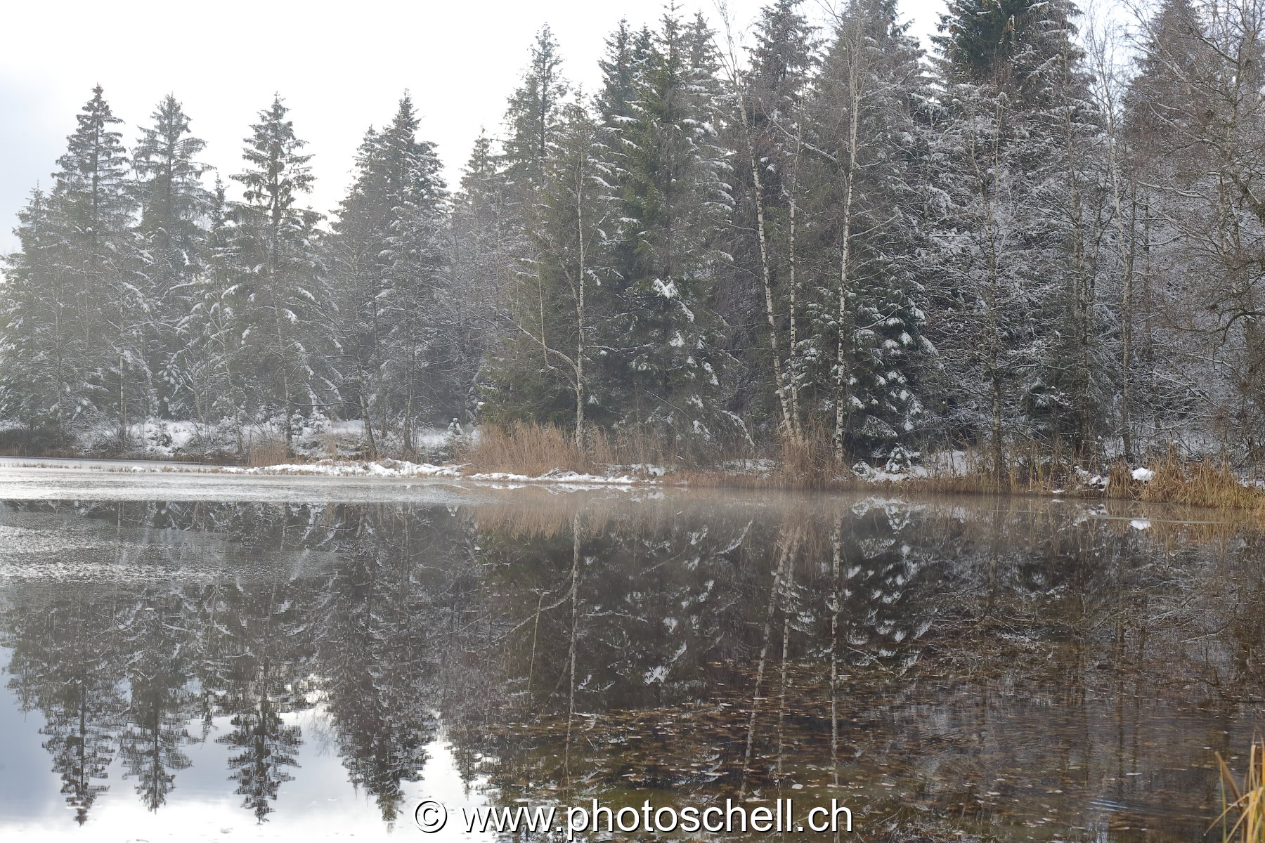 Reflets dans la tourbière