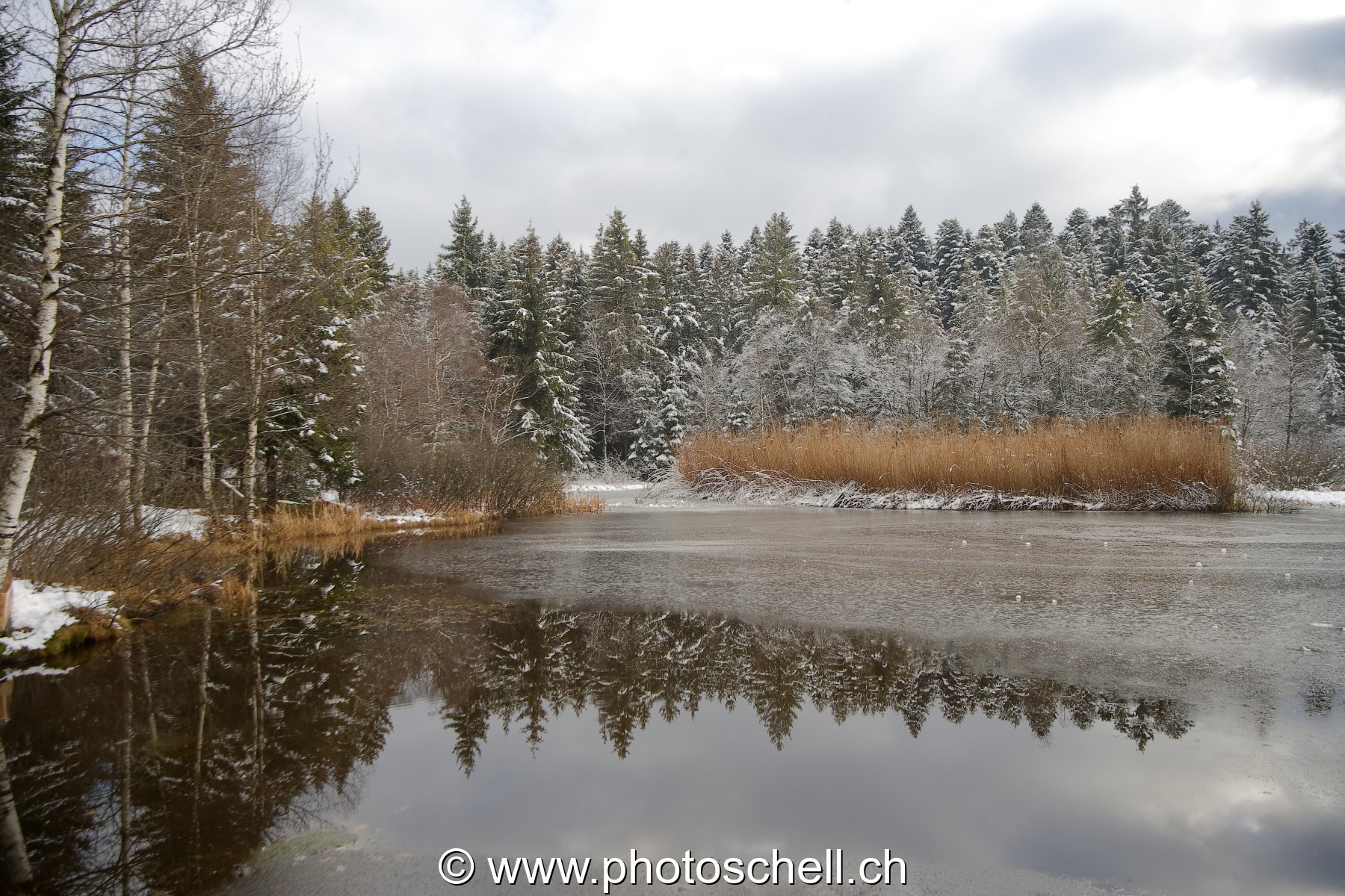Reflets dans la tourbière