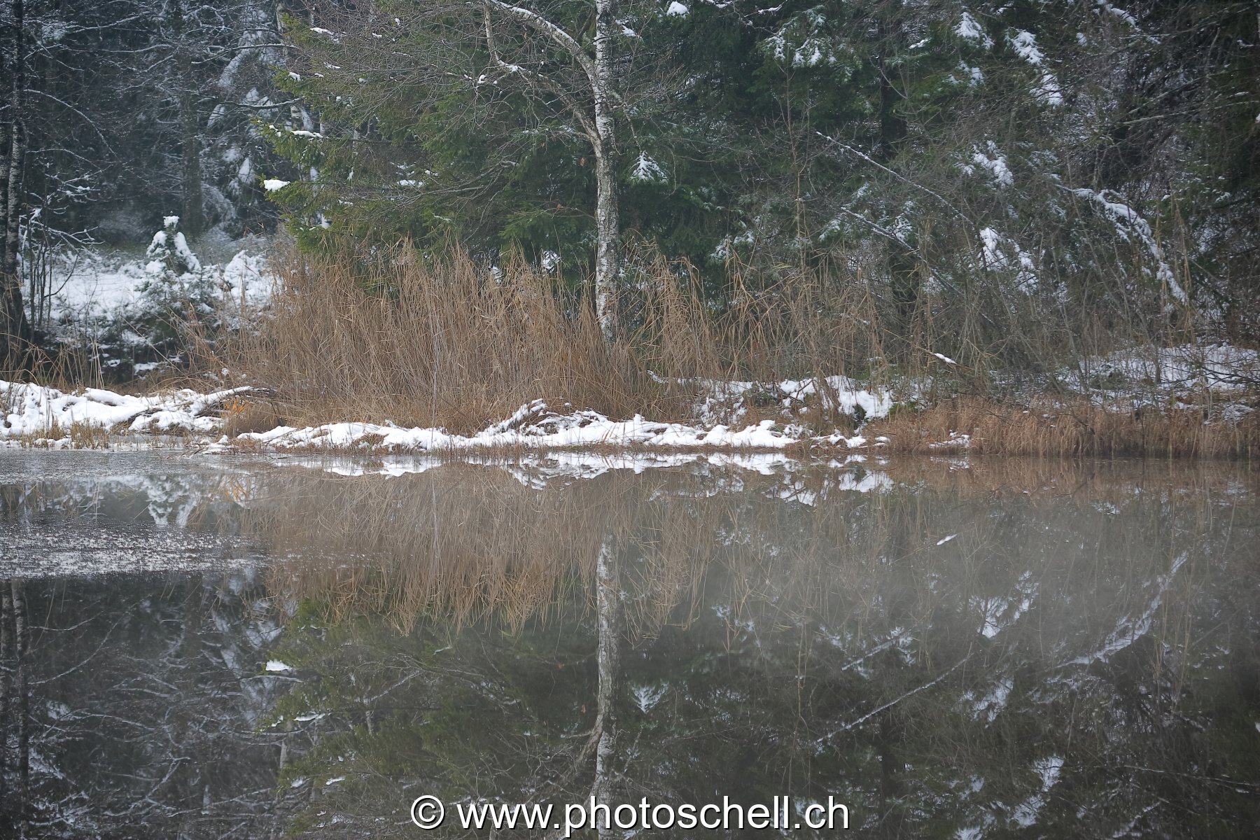 Reflets dans la tourbière