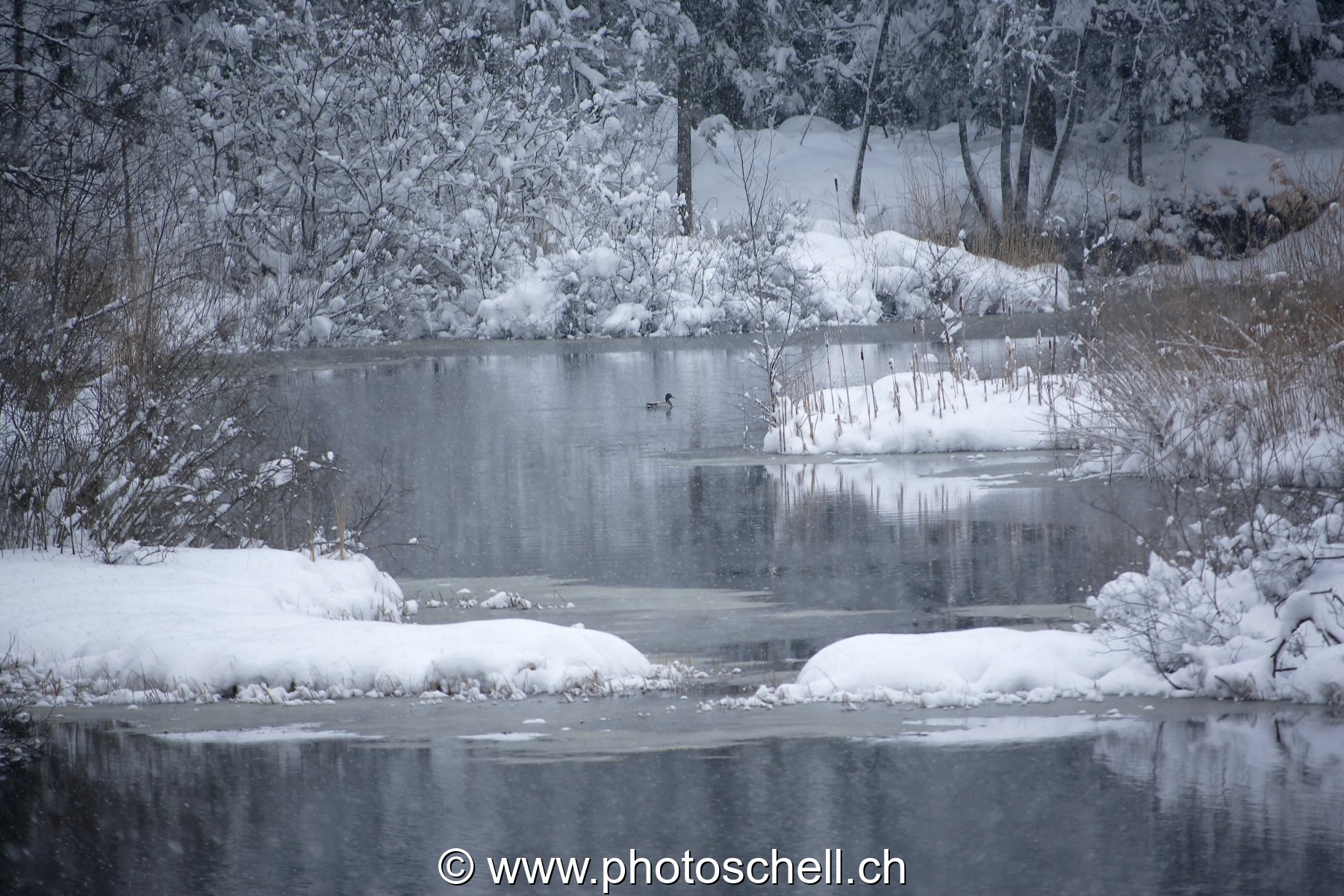 Neige fraîche aux tourbières
