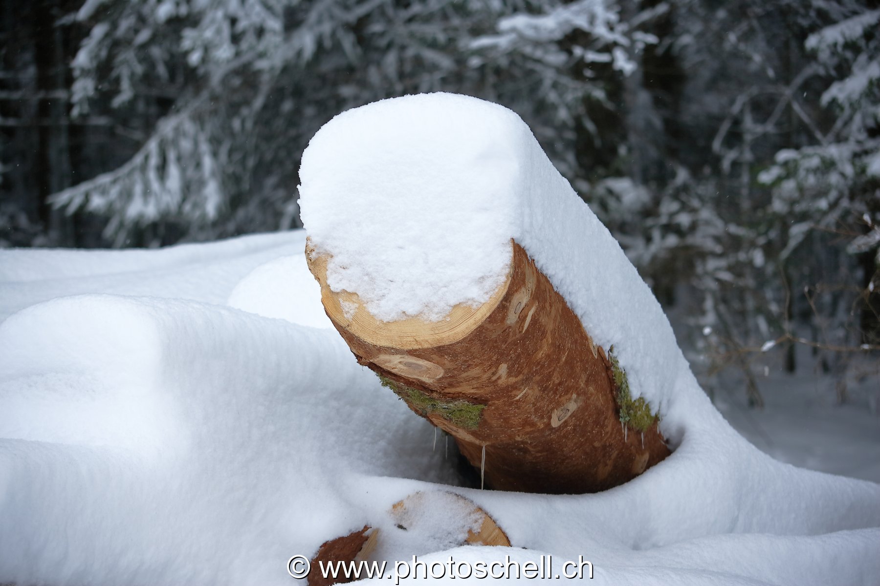 Bille recouverte de neige