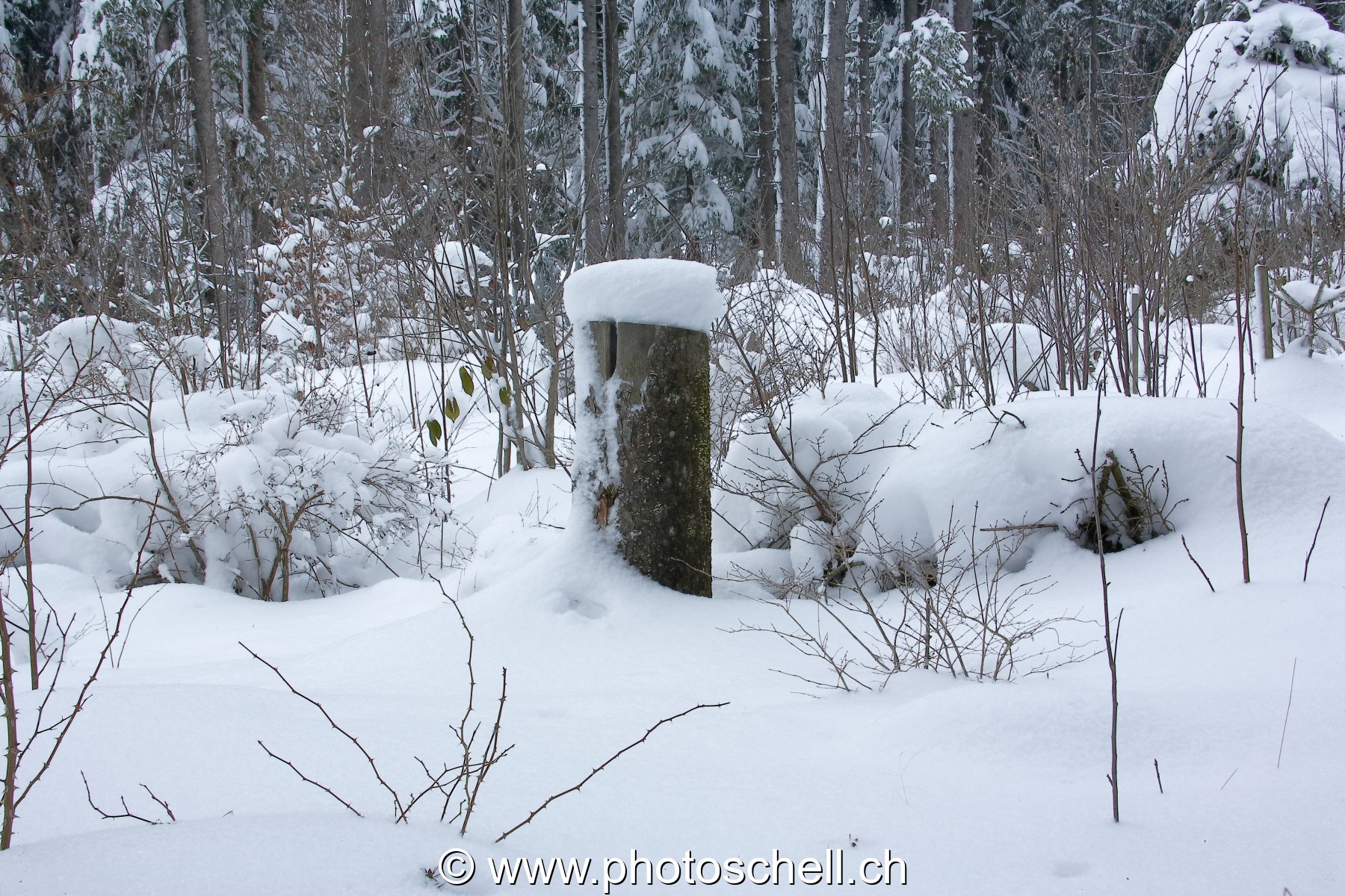 Tronc et son chapeau de neige