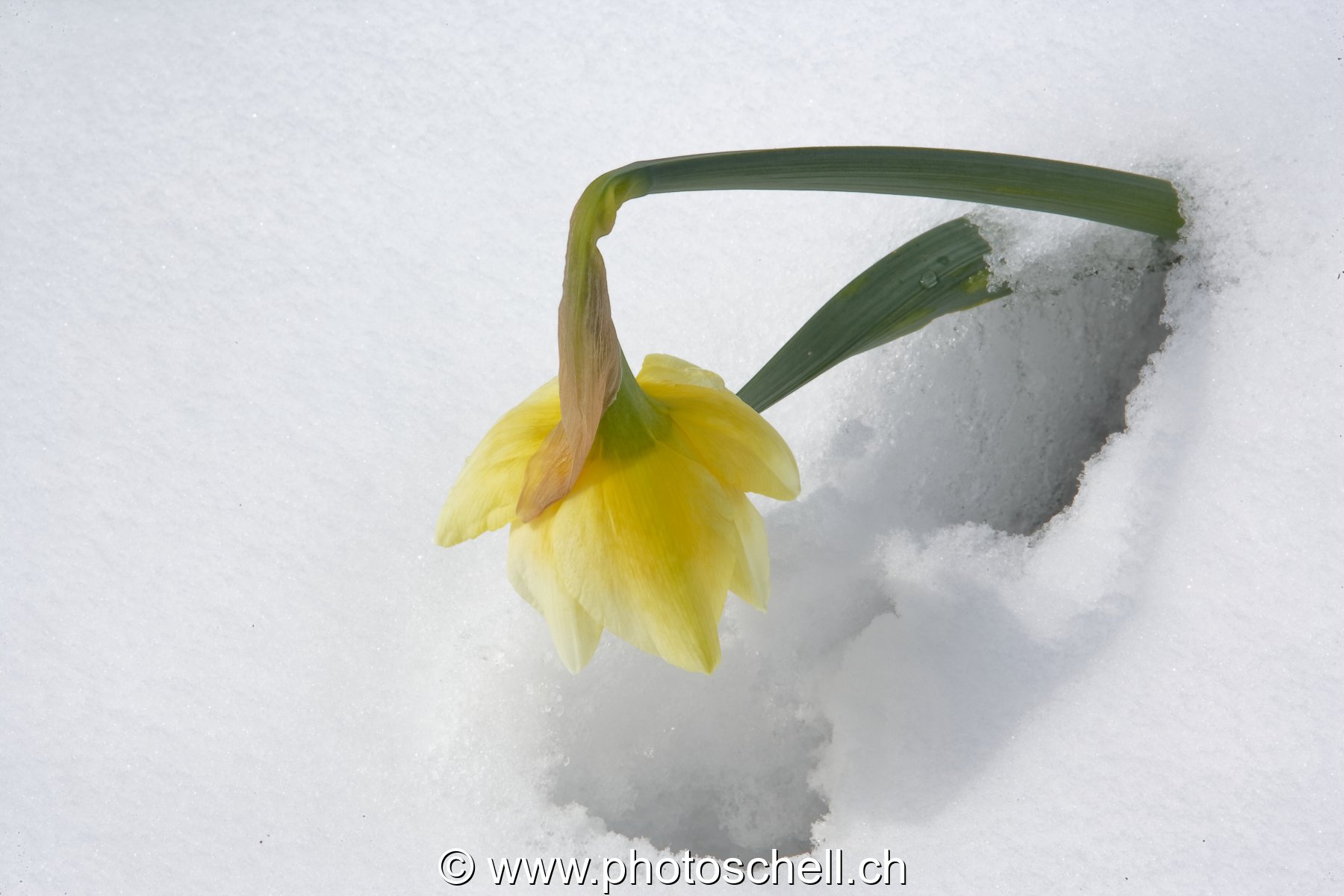 Narcisse dans la neige