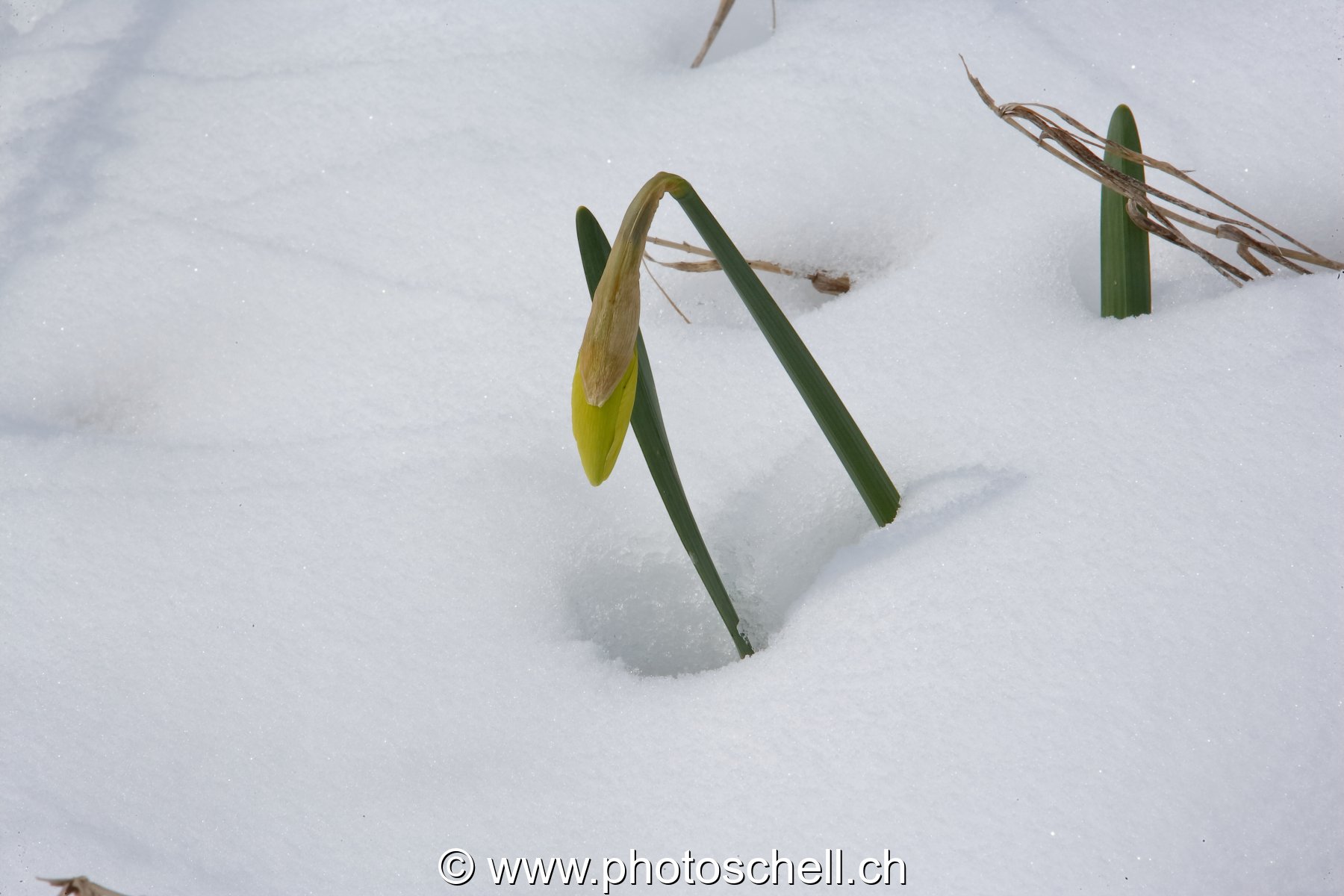 Jeune narcisse dans la neige