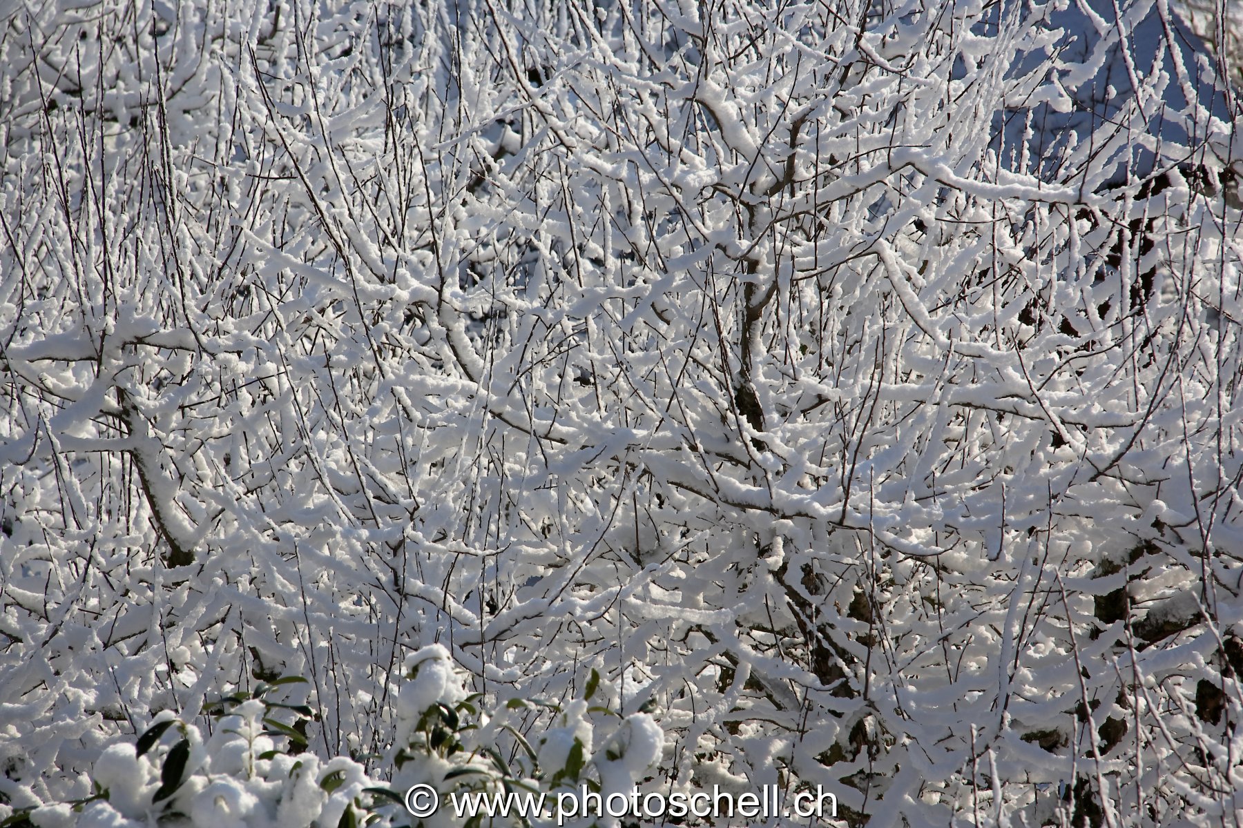 Neige fraîche dans les branches