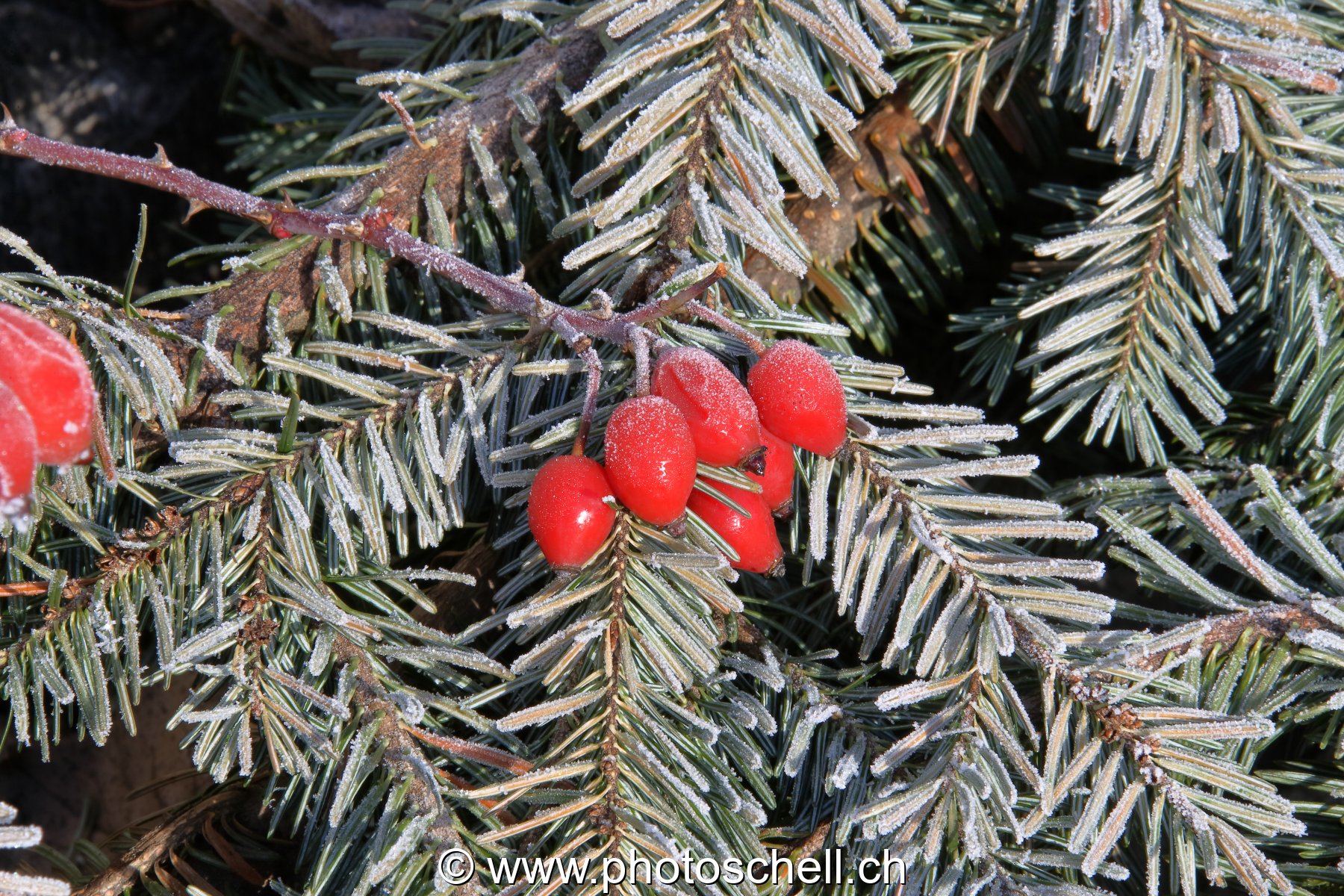 Couleurs de noël dans la Nature