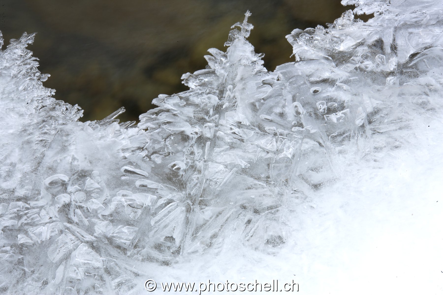 Branche glacée ou sculpture naturelle ?
