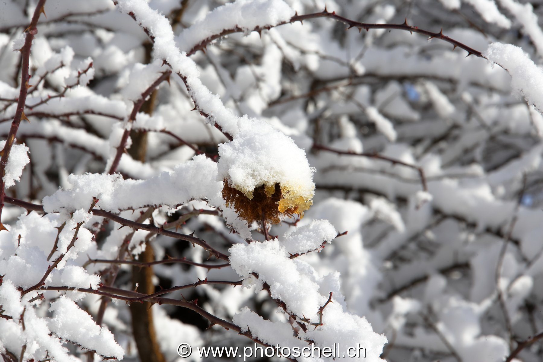 Neige