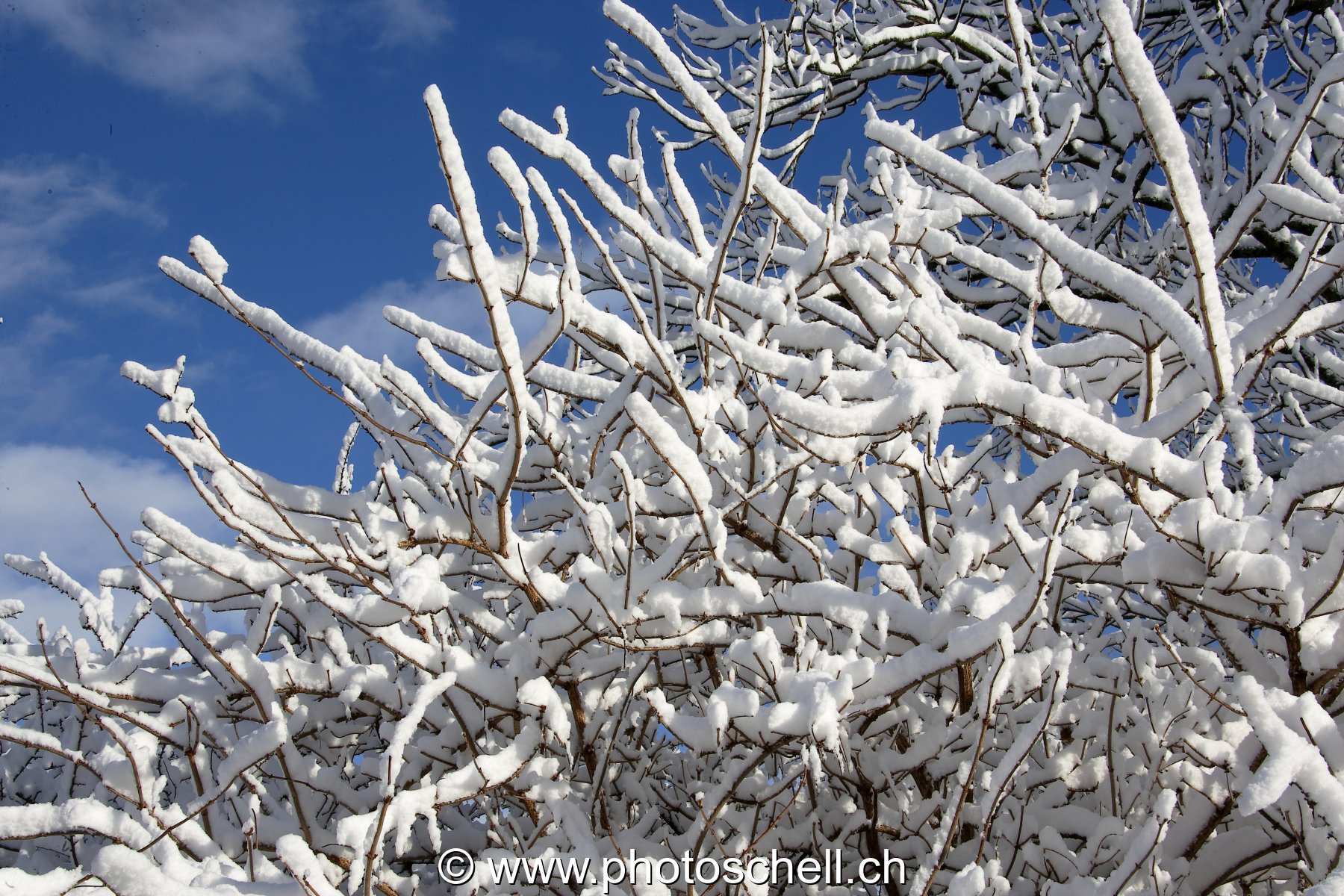Accumulation de neige sur les branches