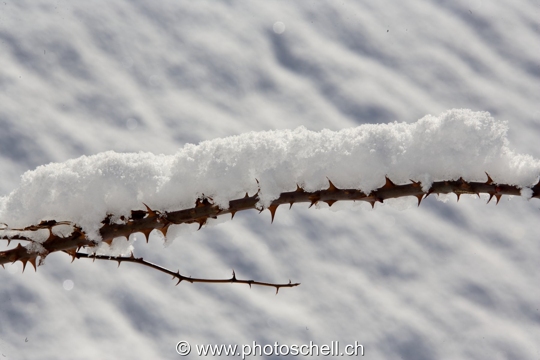 Epines de rose sous la neige
