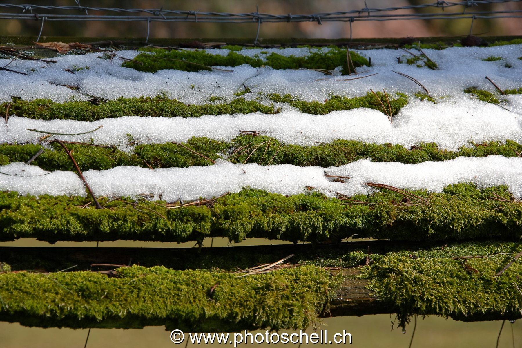 Couches de neige sur la mousse