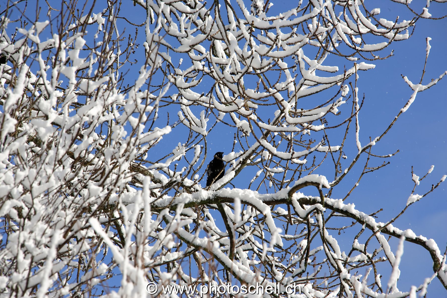 Corbeau dans les branches enneigées