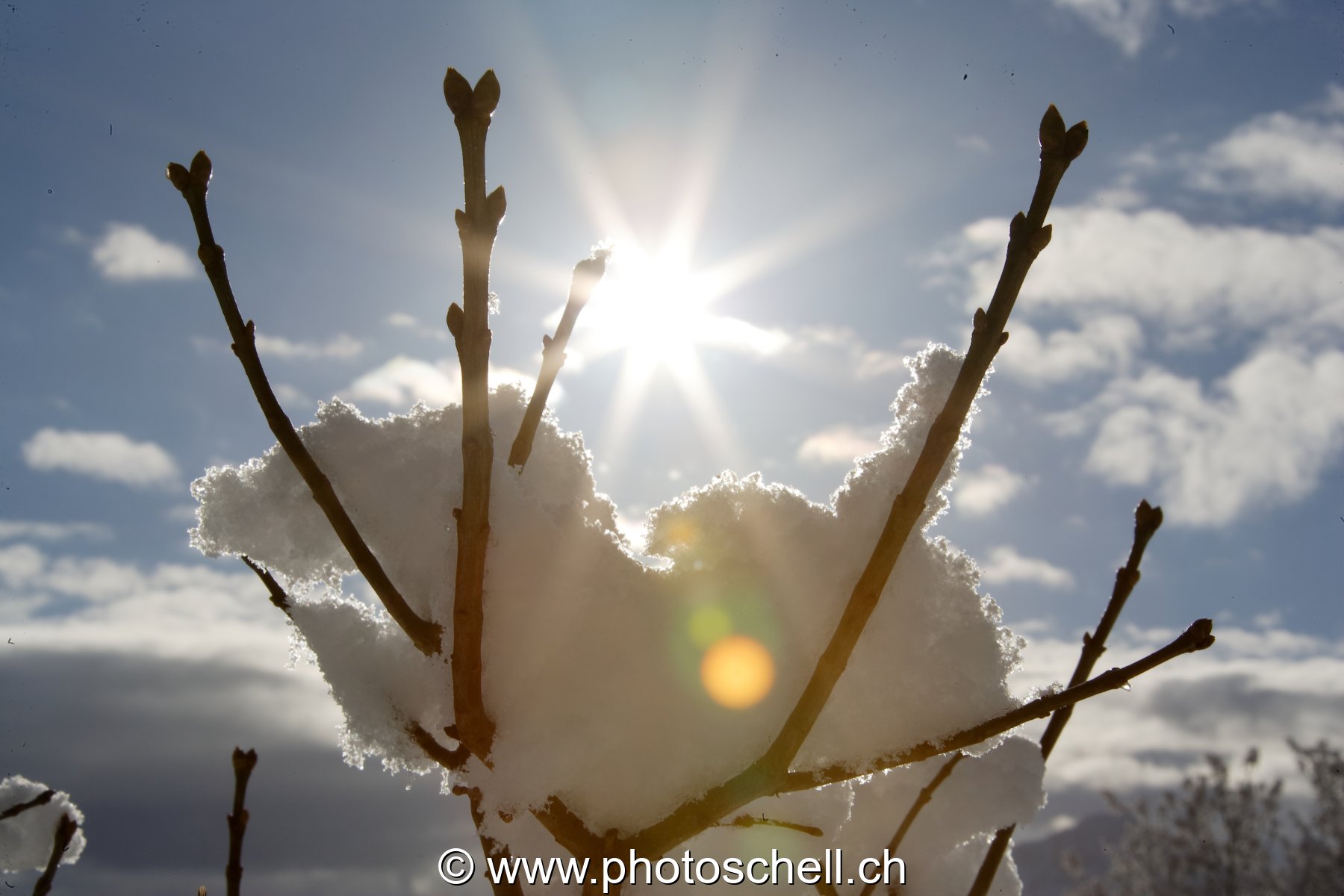 Soleil dans la neige des lilas bourgeonnants