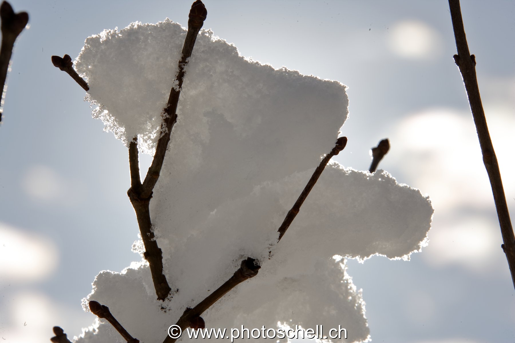 Bloc de neige dans une branche