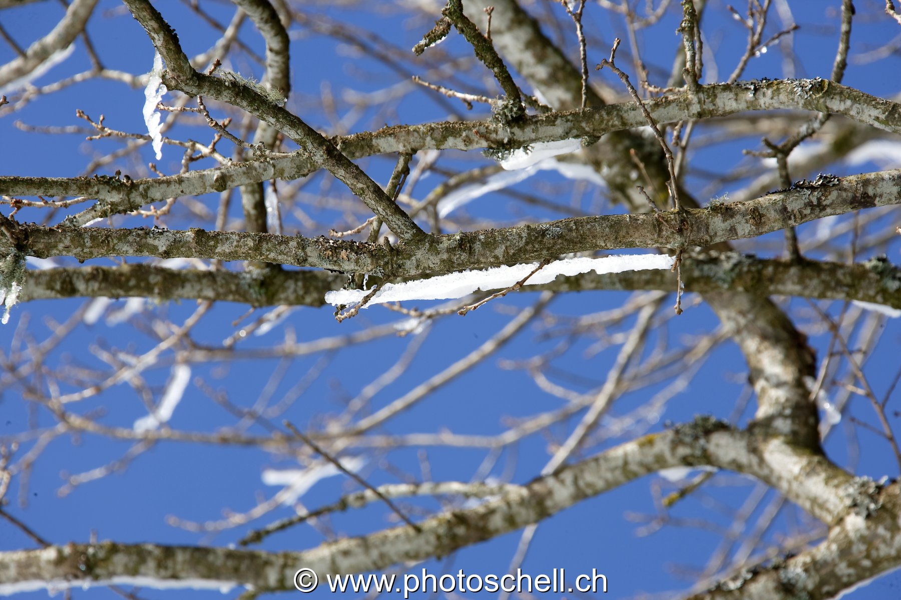 Avec ou sans neige les branches ?