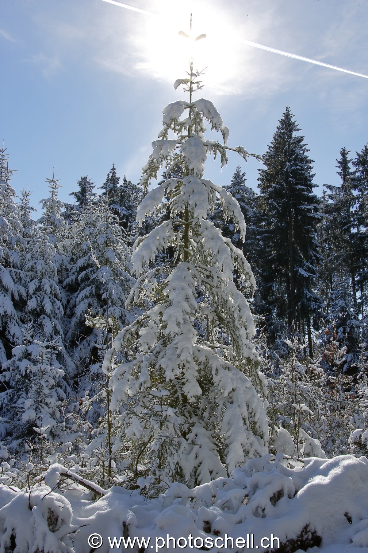 Soleil au faîte du sapin enneigé