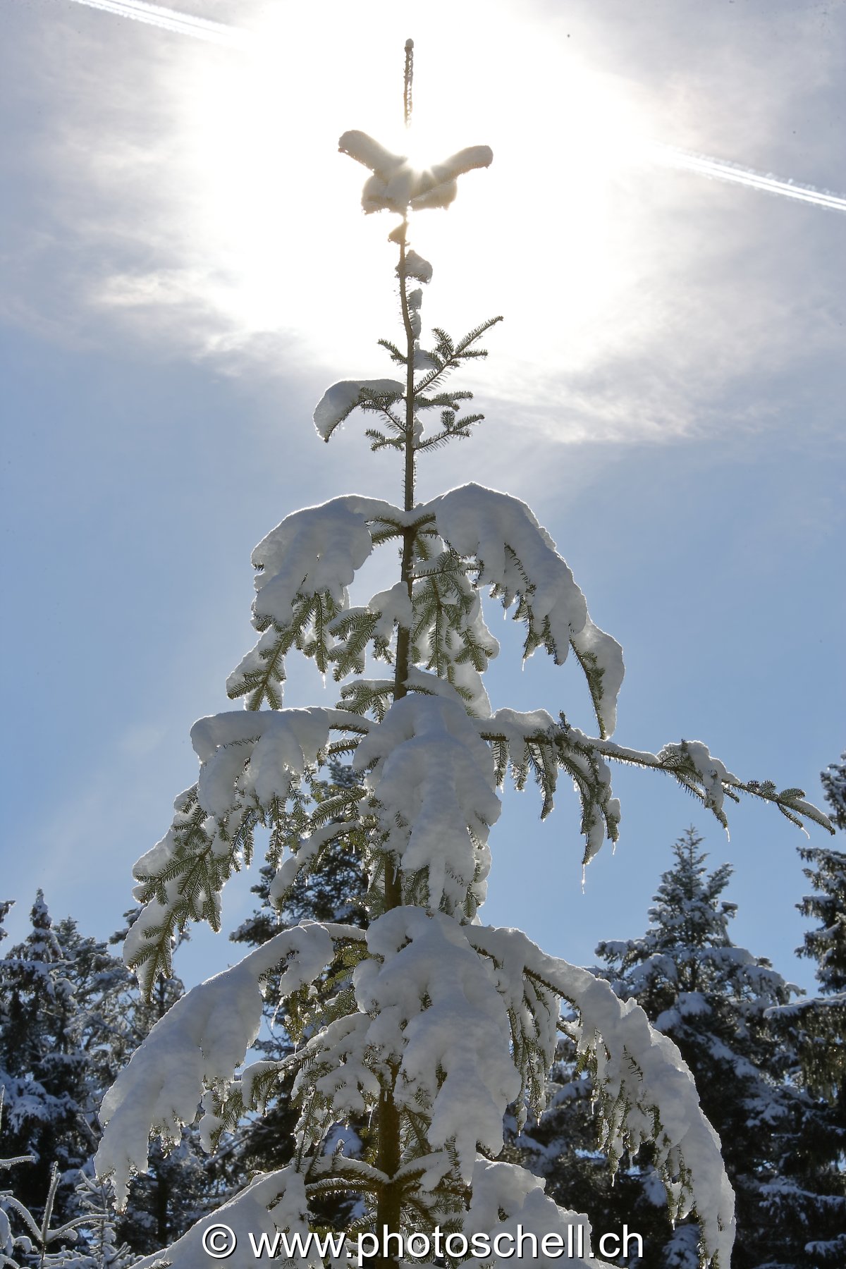 Soleil au faîte du sapin enneigé