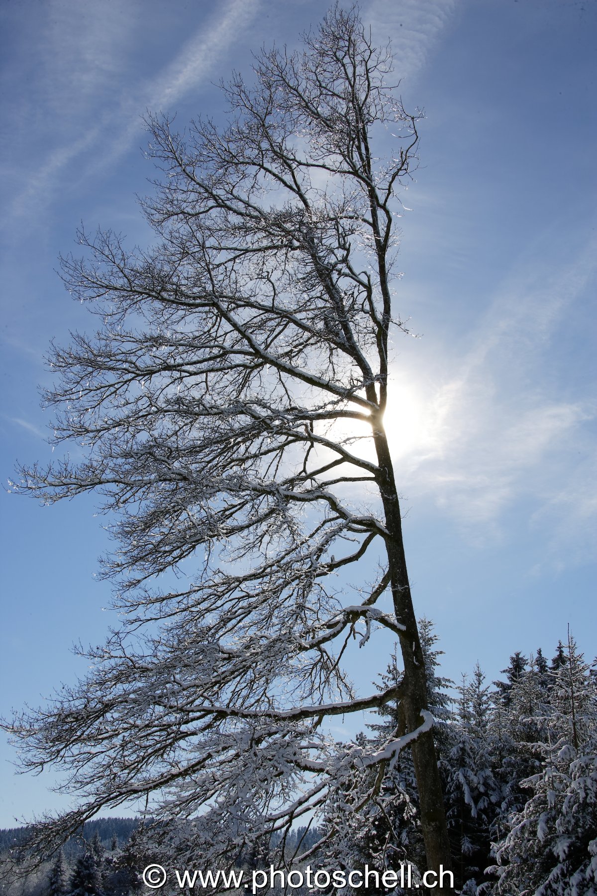 Arbre enneigé