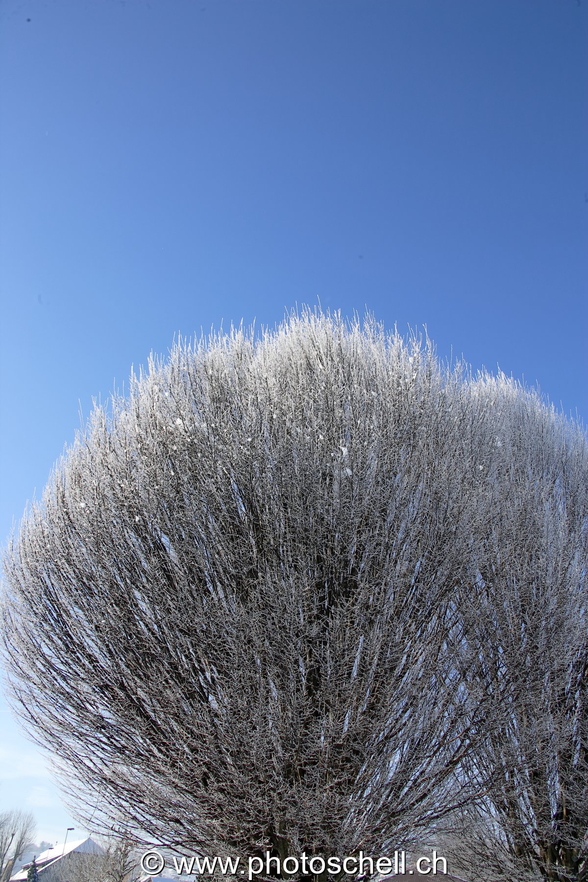 Arbre givré