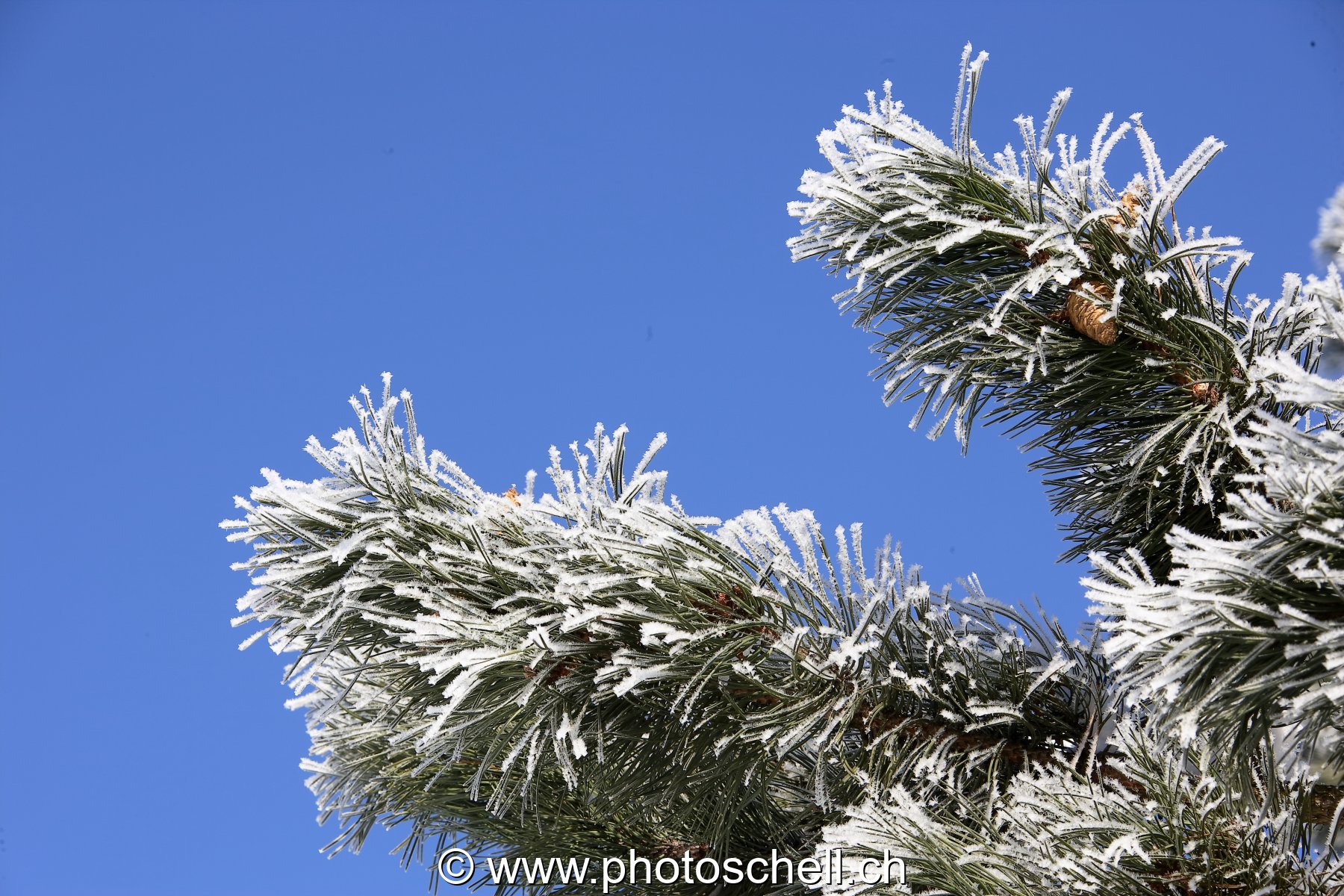 Pives sur une branche de sapin givré