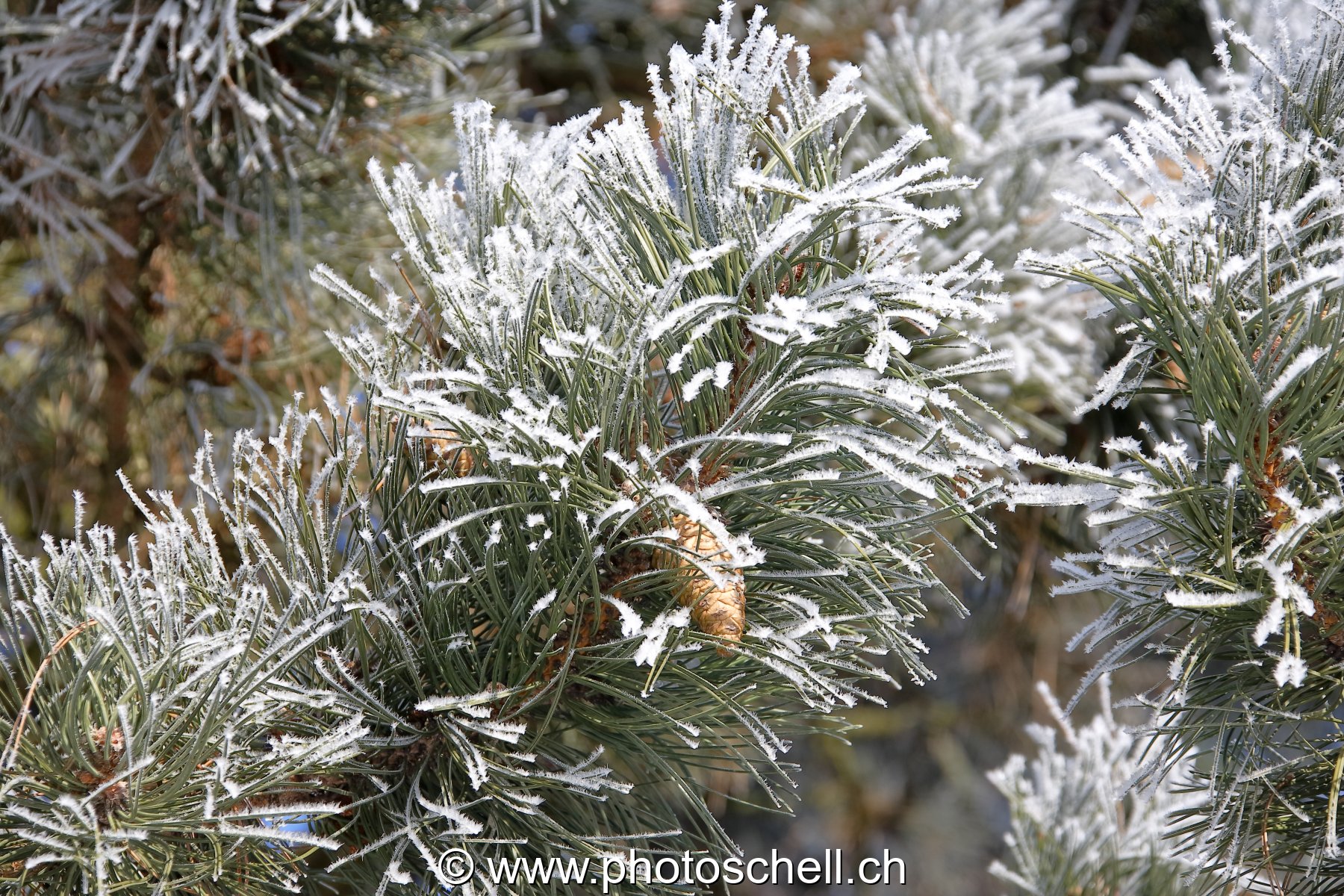 Arbres givrés