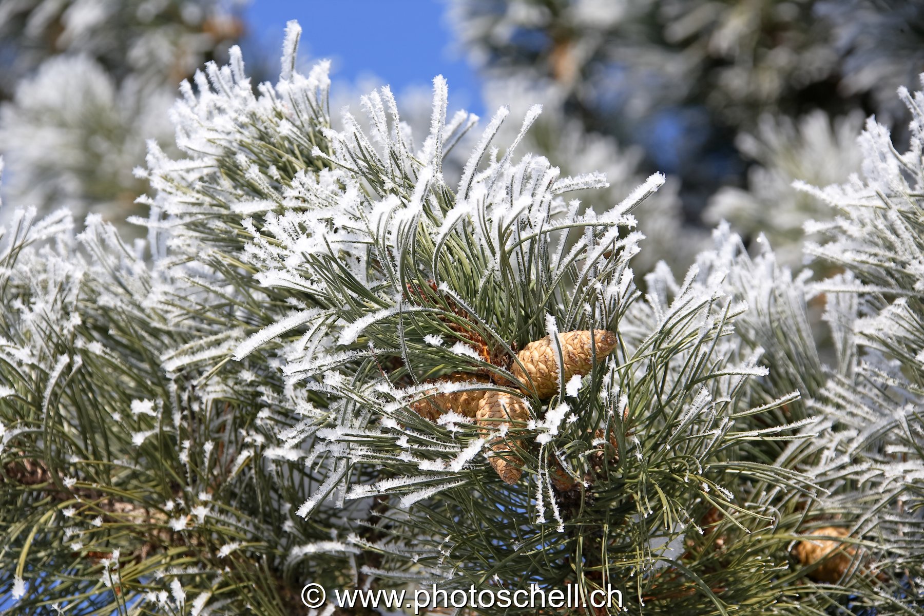 Pives sur une branche de sapin givré