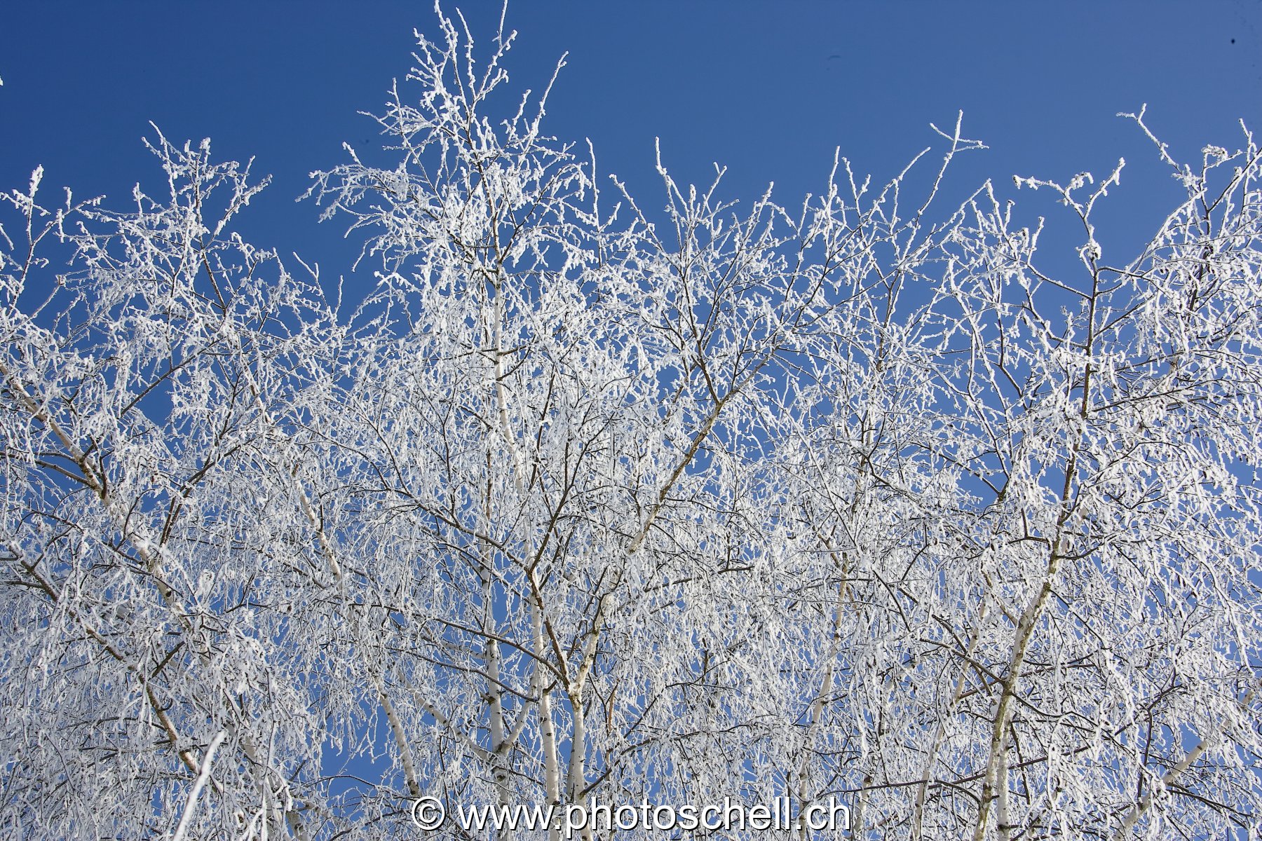 Branches de bouleau givré