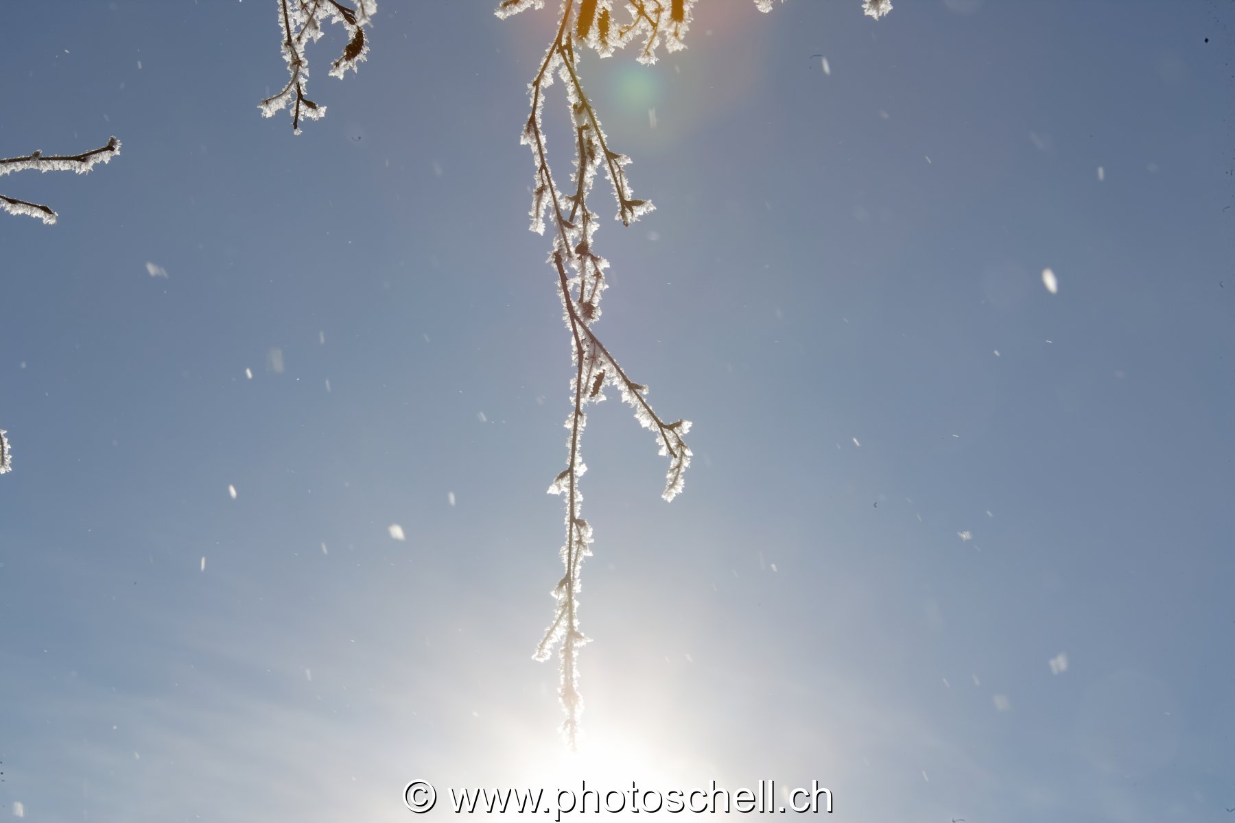 Le soleil au bout de la branche