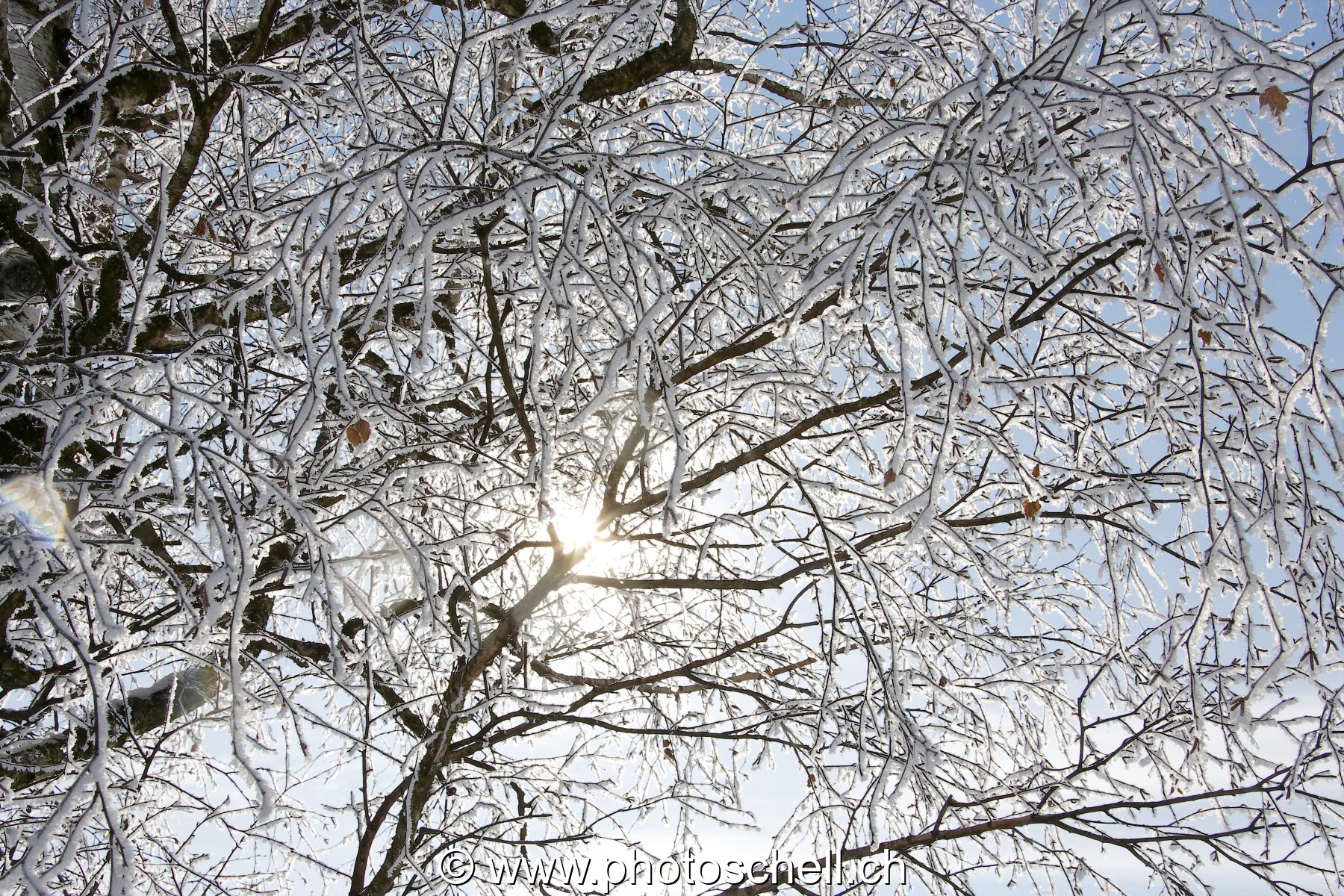 Soleil filtrant dans les branches givrées