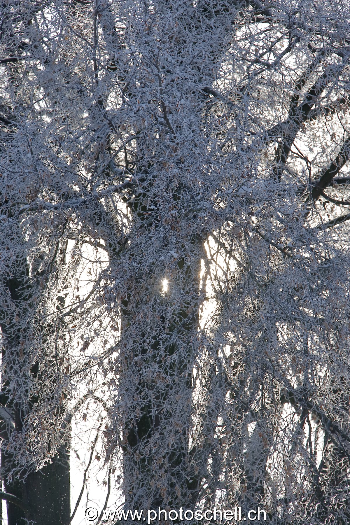 Contrejour sur un arbre givré