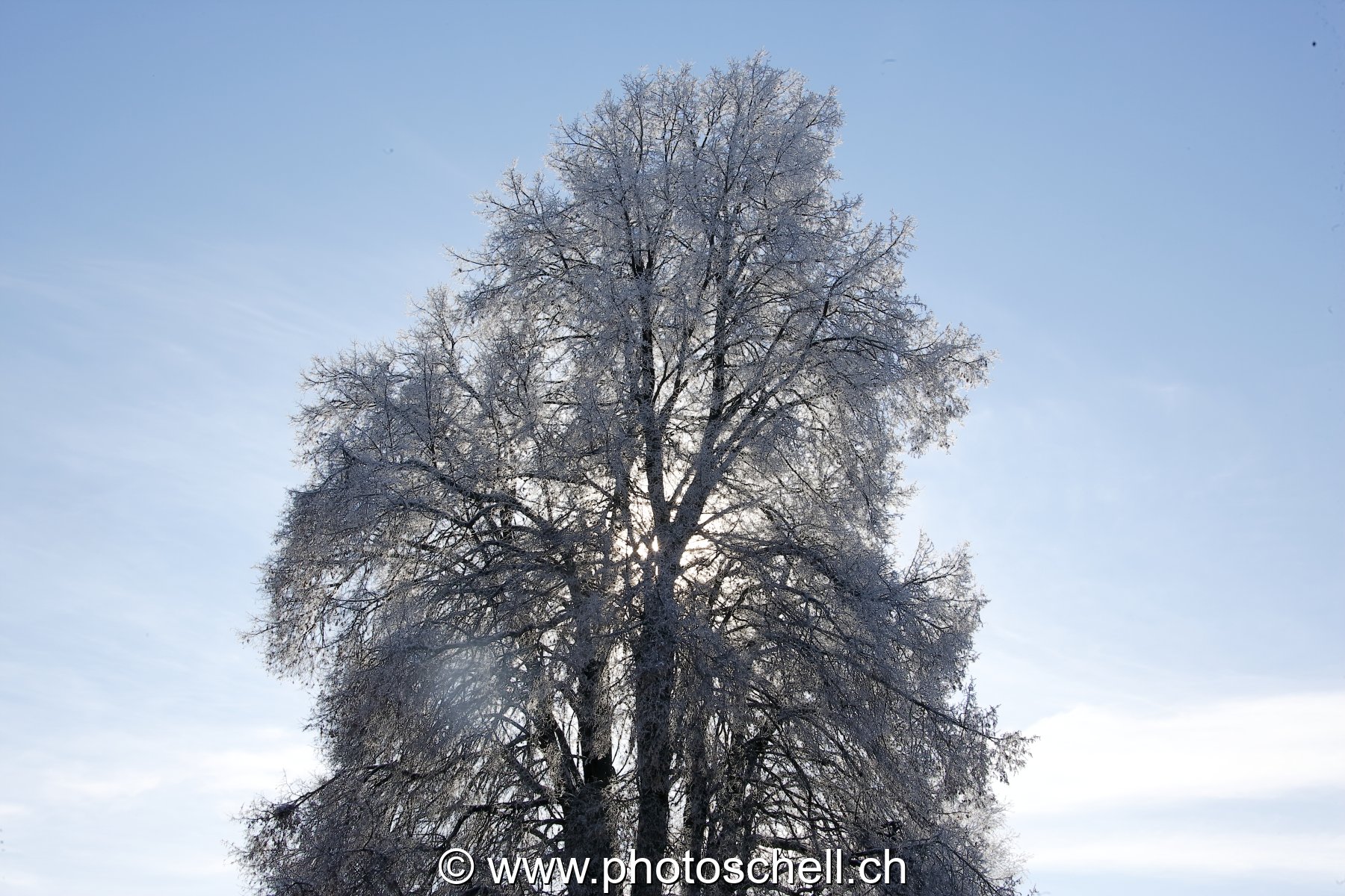 Contrejour sur un arbre givré