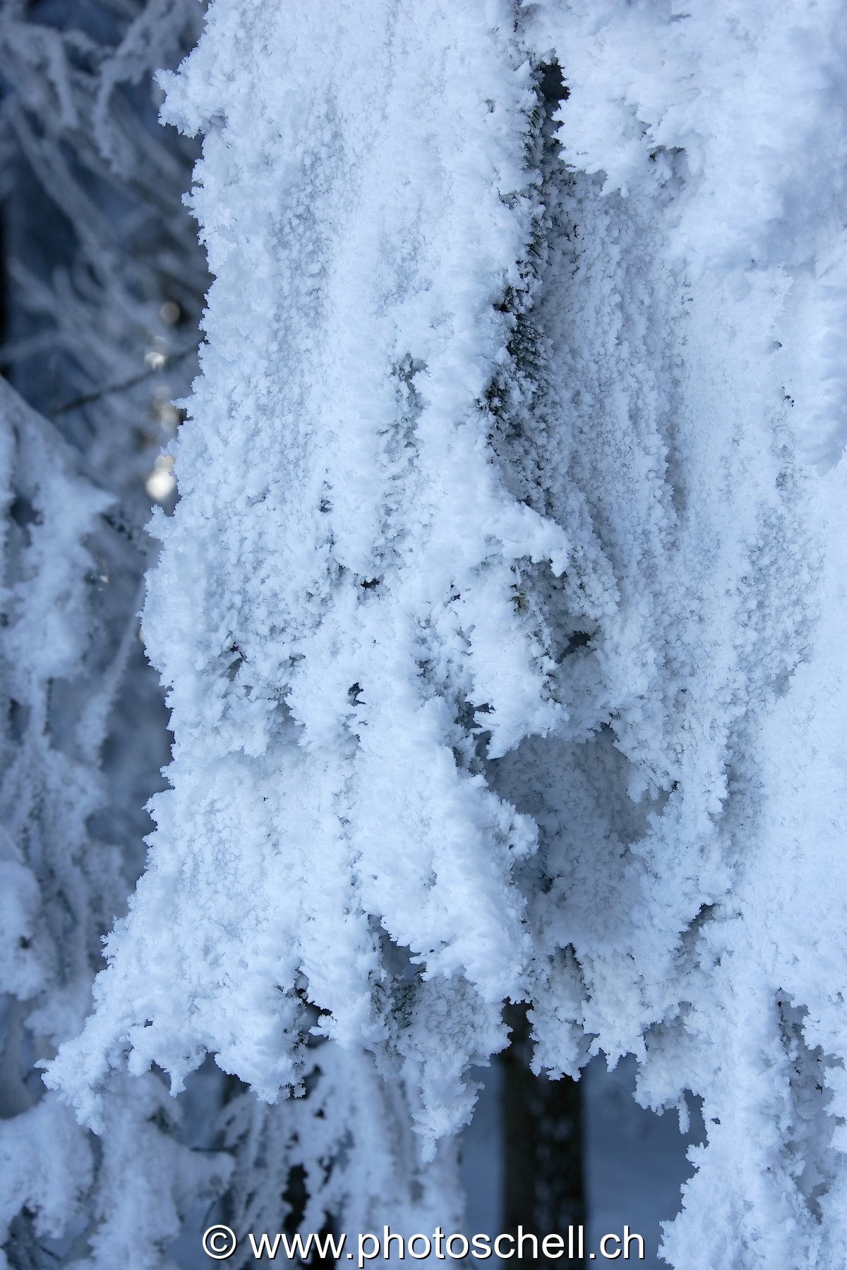 Branche couverte de neige givrée
